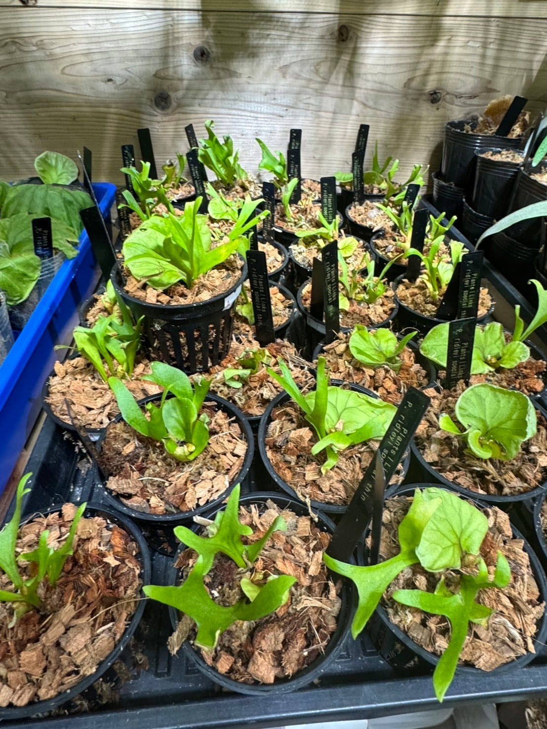 P.ridleyi special thin | Plants.Links