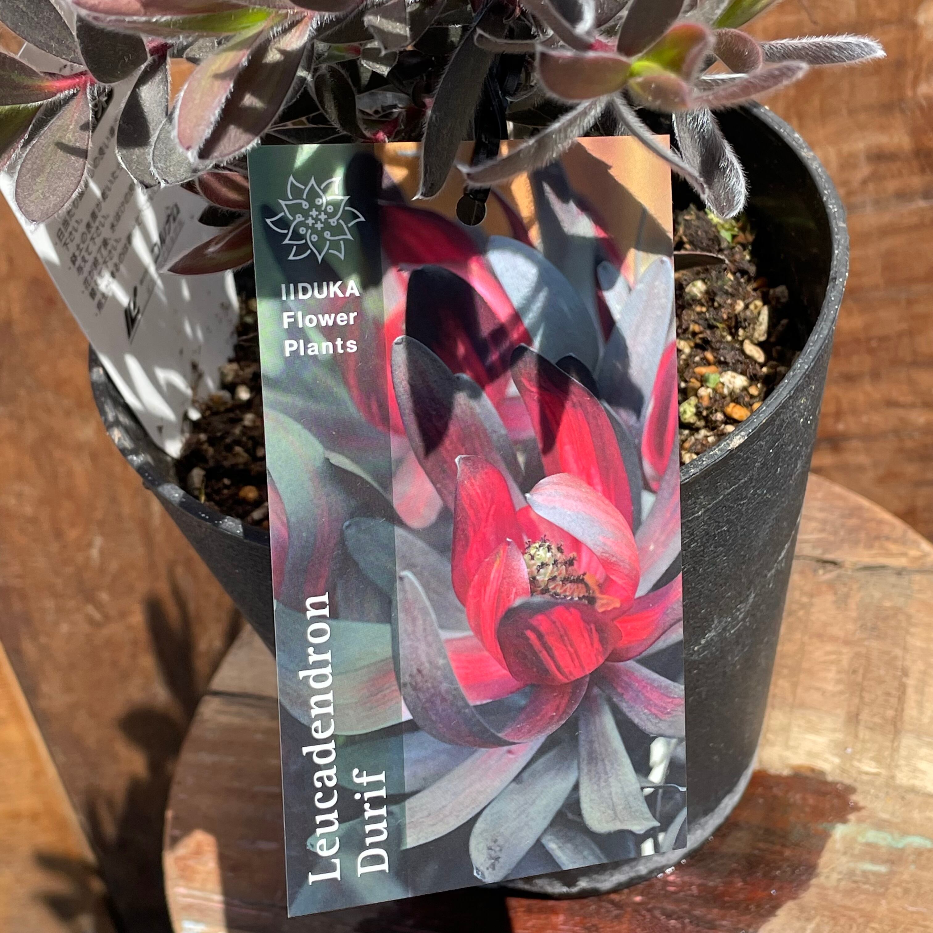 リューカデンドロン デュリフ② | 沼ノ上農園