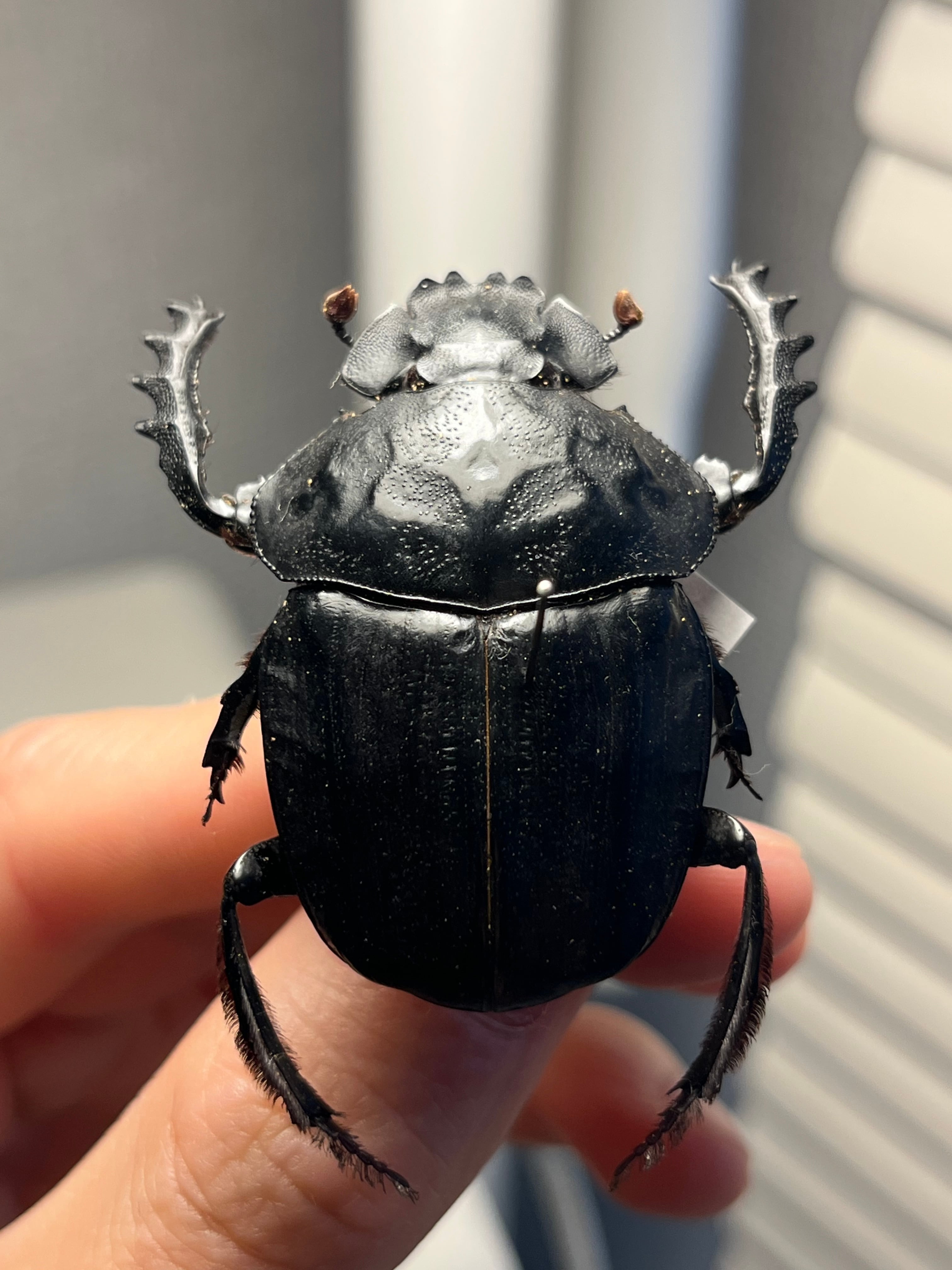 属内2位】スネブトタマオシコガネ スカラベ糞虫フンチュウ昆虫標本