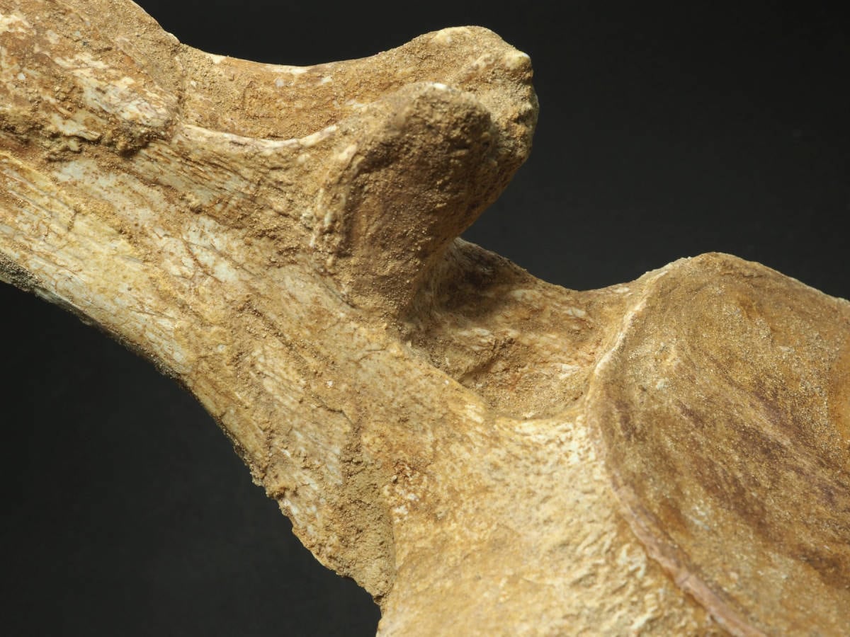 棘あり！プレシオサウルス(エラスモサウルス)の椎骨化石【Plesiosaurus