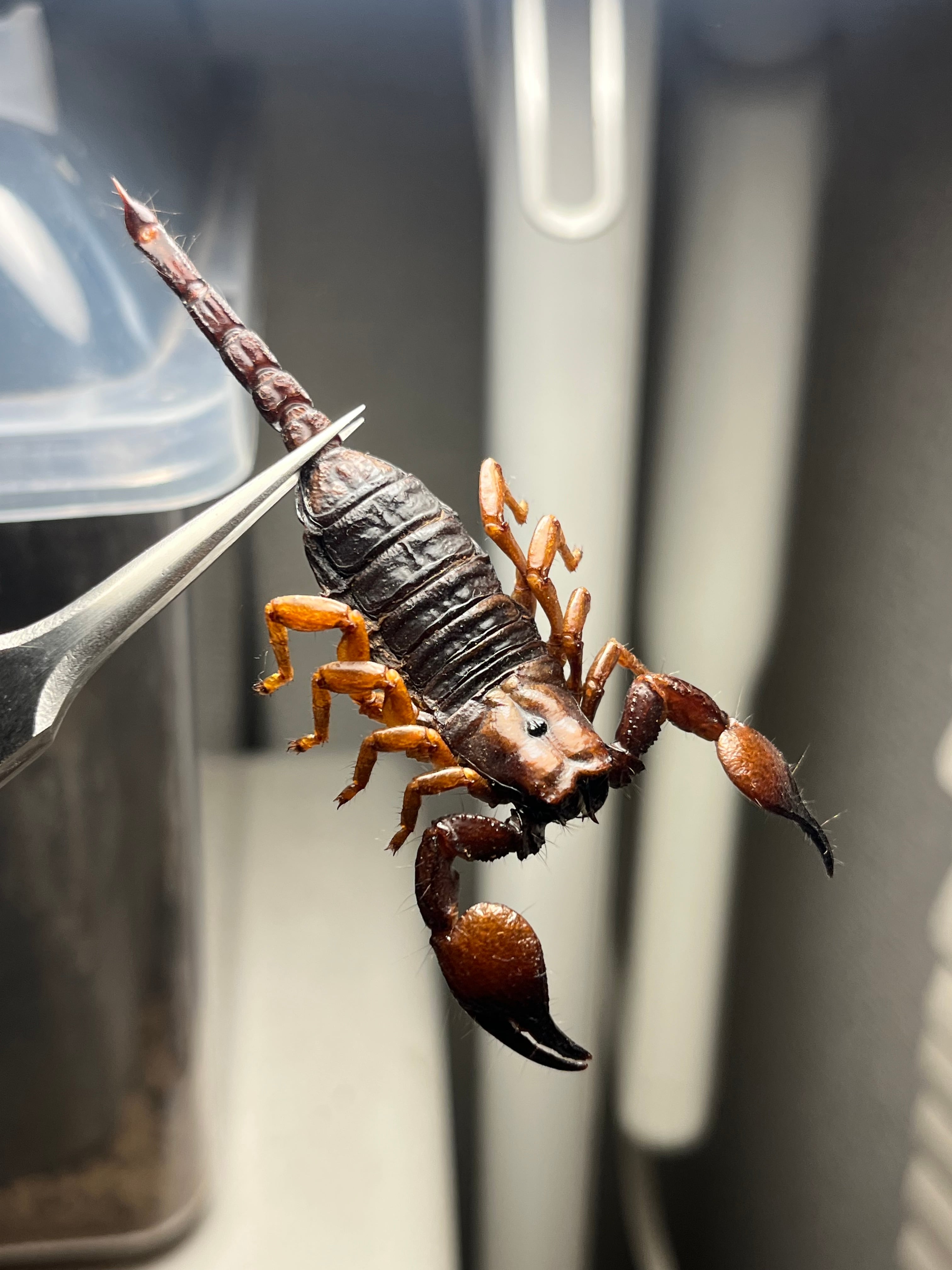 田亀最大級】ナンベイオオタガメの昆虫標本 タランチュラムカデ