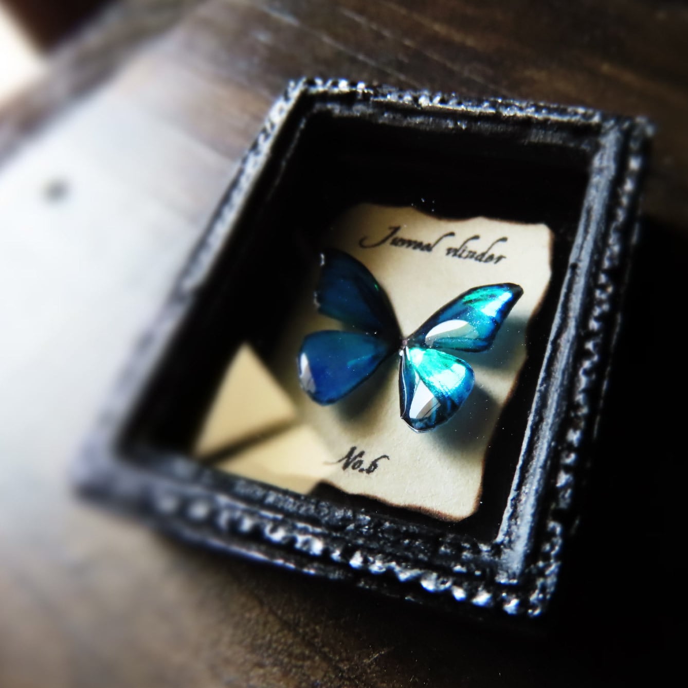 宝石蝶標本［No.6］ | ﾋﾞｬｸﾑ ｾｲｻｸｼｮ