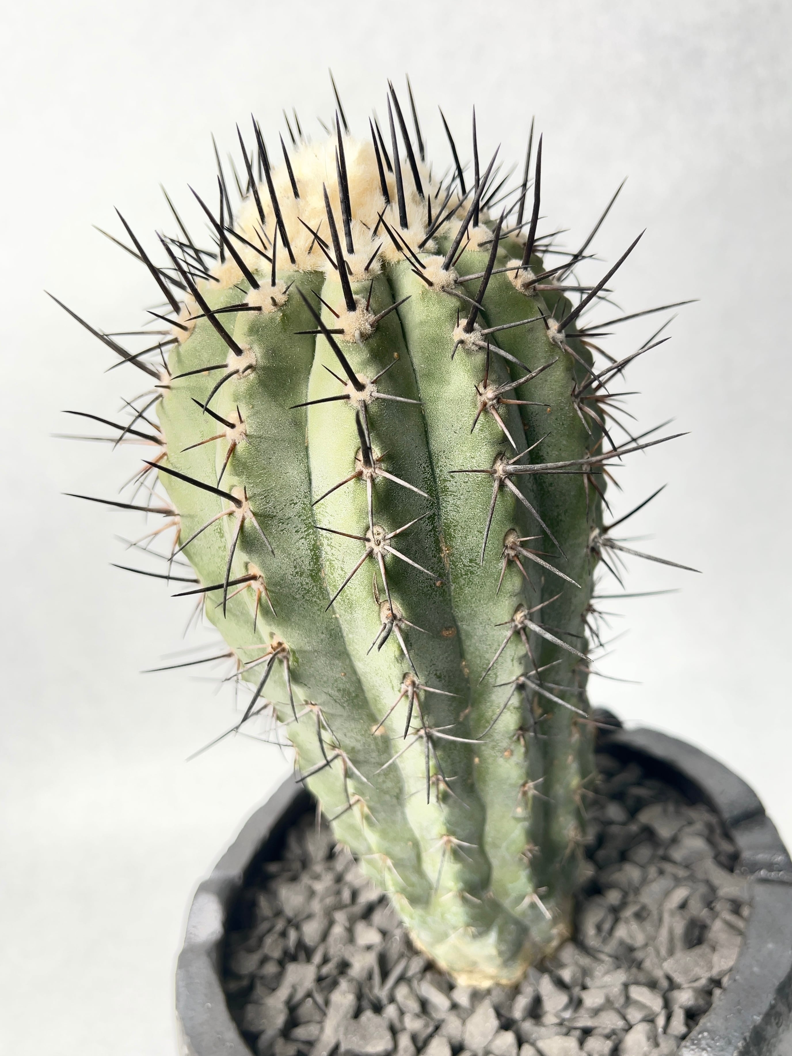 コピアポア・黒士冠 | trigger