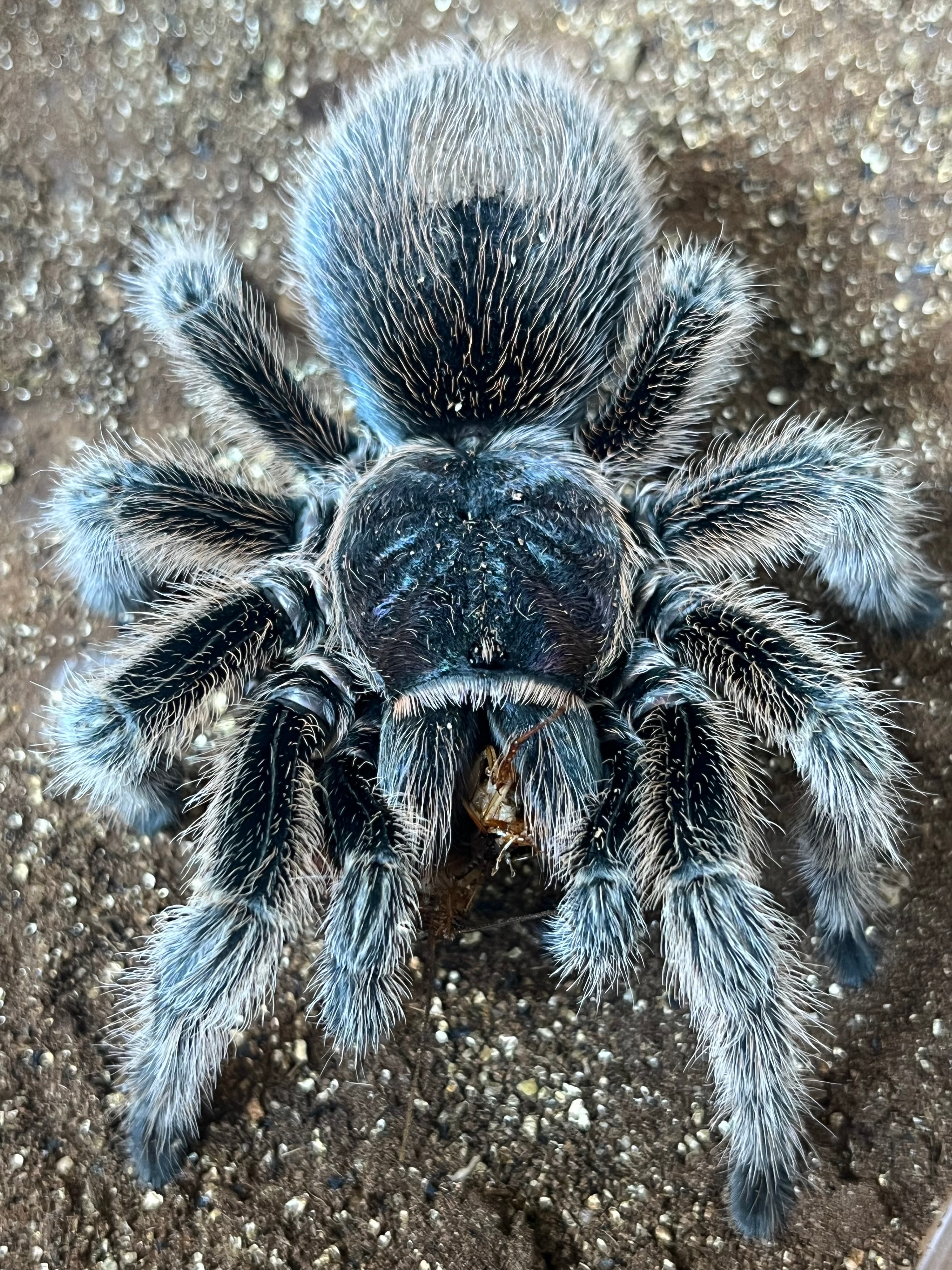 特大♀】チリアンコモンタランチュラ ローズヘアー LS13cm程ムカデ