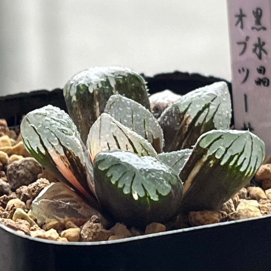 あ*ん様 多肉植物 ハオルチア 翠雲錦 フラワー型 糊斑 超美品 多肉植物