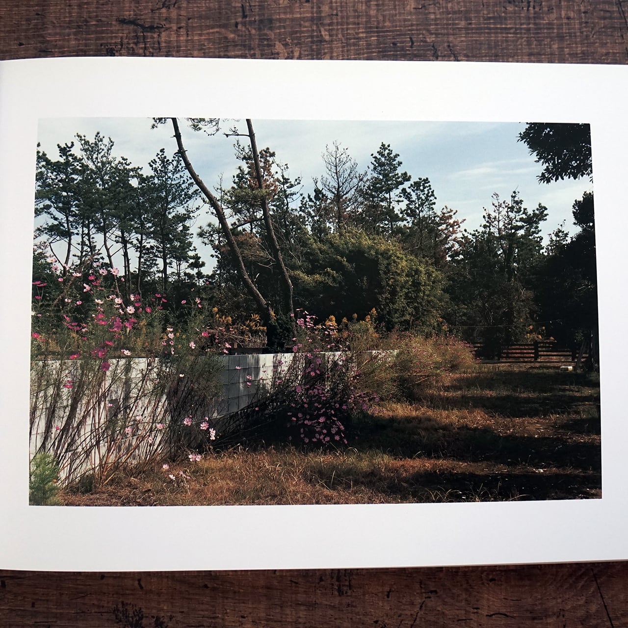 清野賀子写真集『THE SIGN OF LIFE』 | タイムカプセル