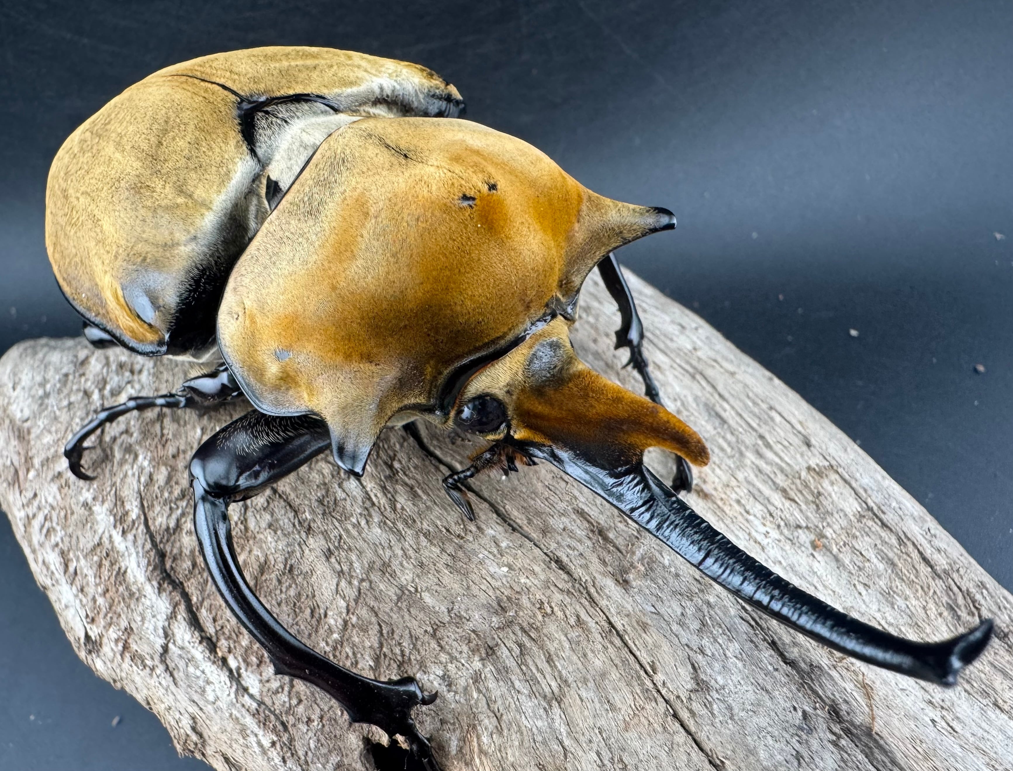 976e332329f72e495b1a6b8084e9b4