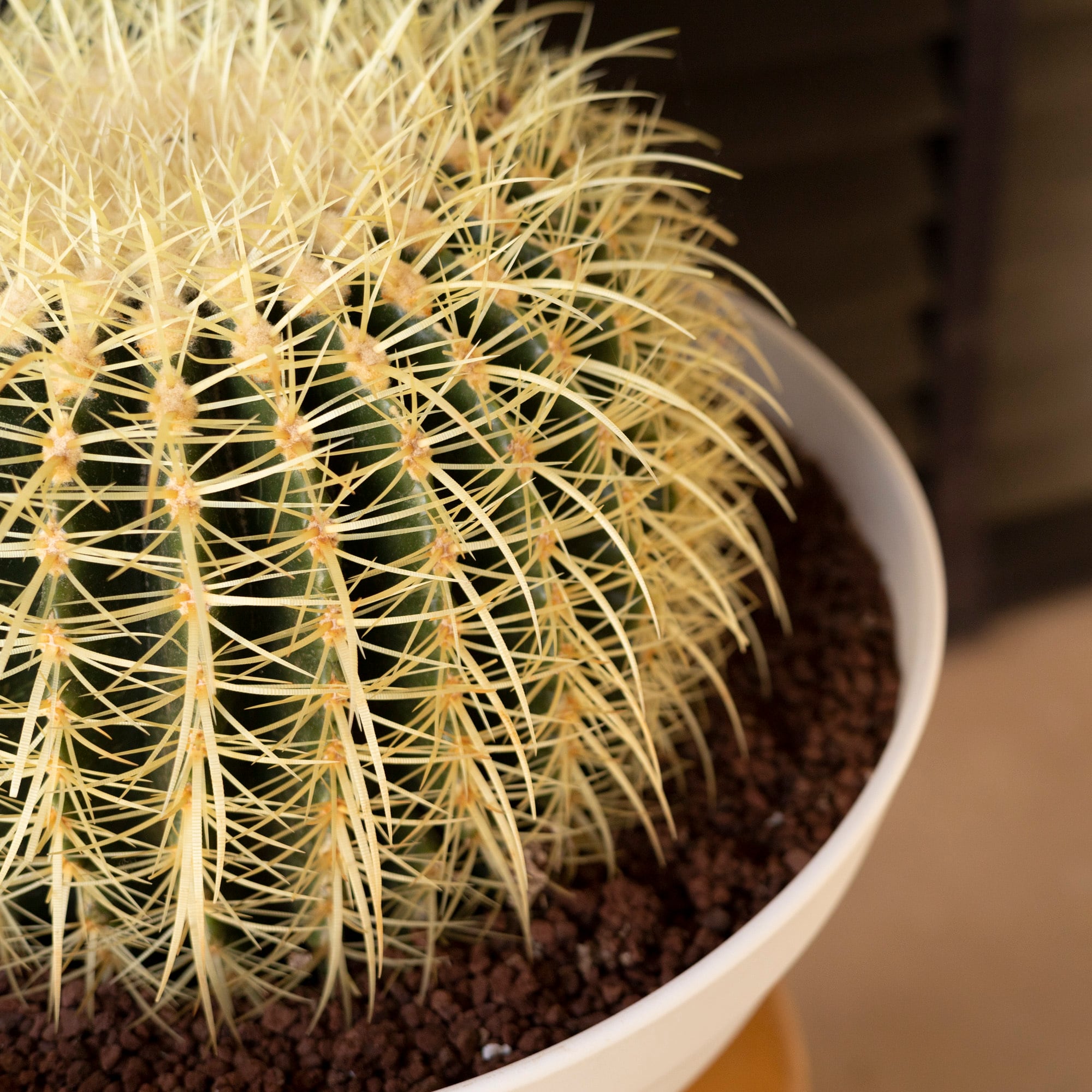 36cm】金鯱 サボテン 特大 12号 発根済 ドライガーデン 金シャチ