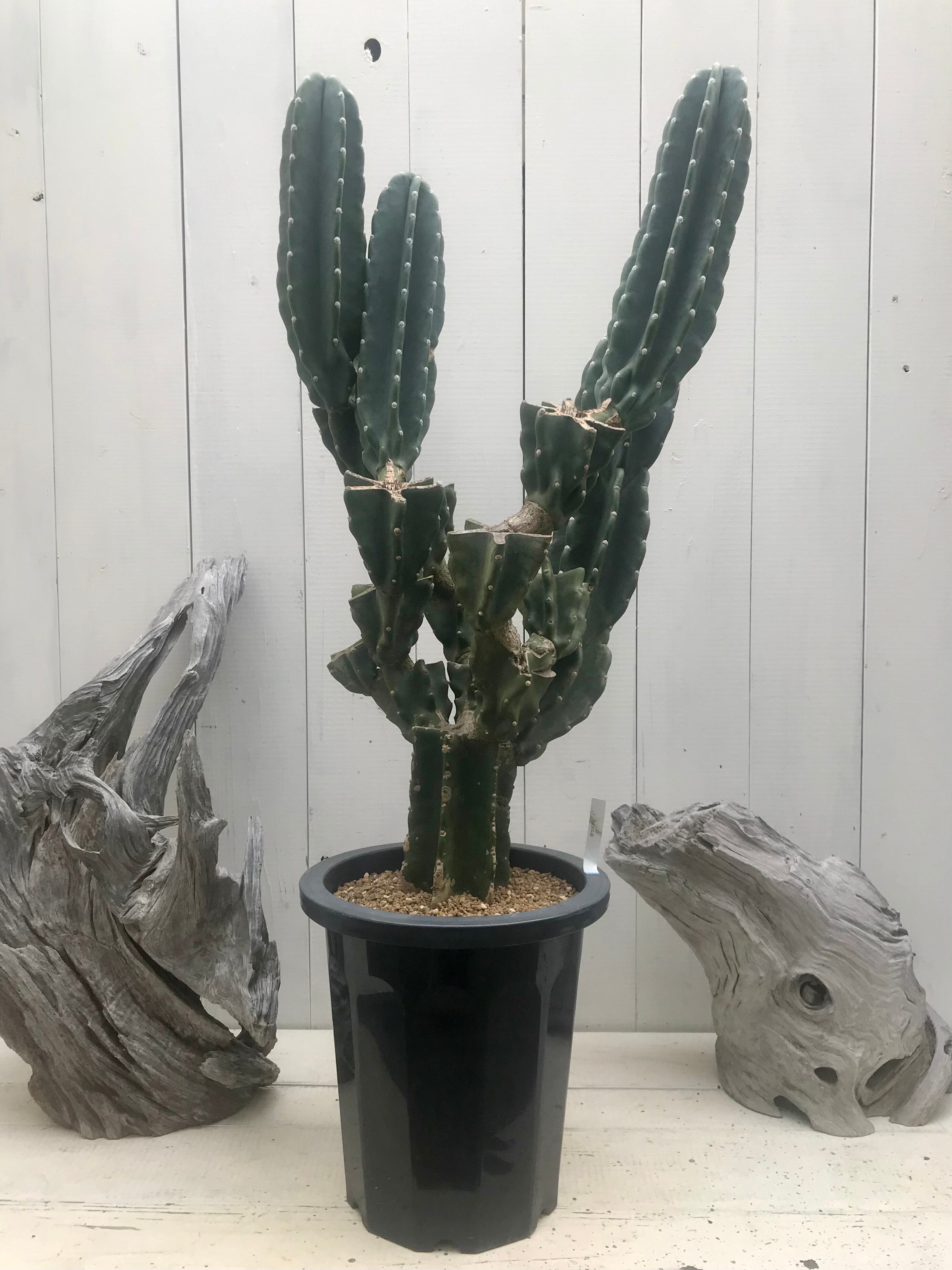 98a5380c7409a65bc6f7804890d75e