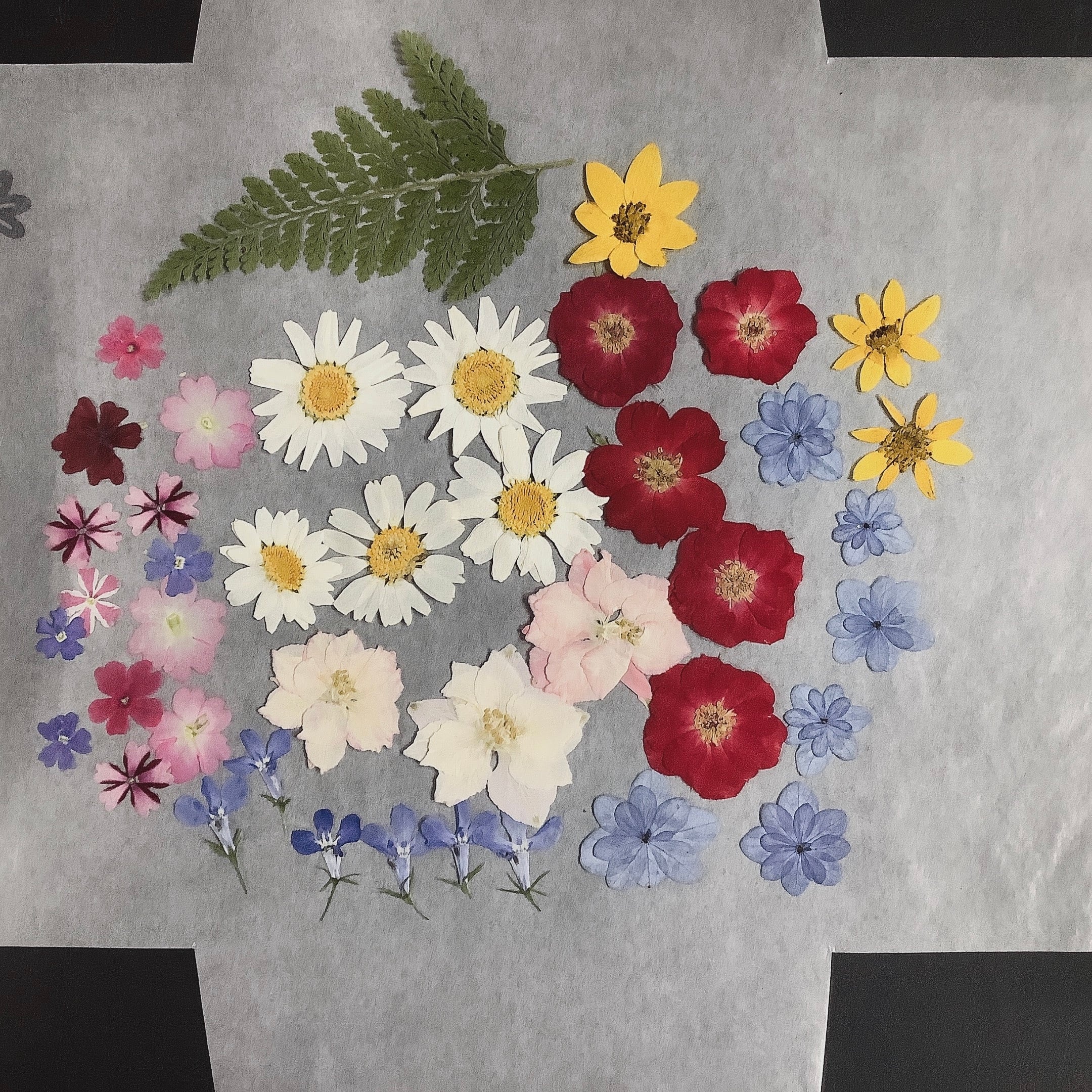 季節の押し花セット | atelierjun