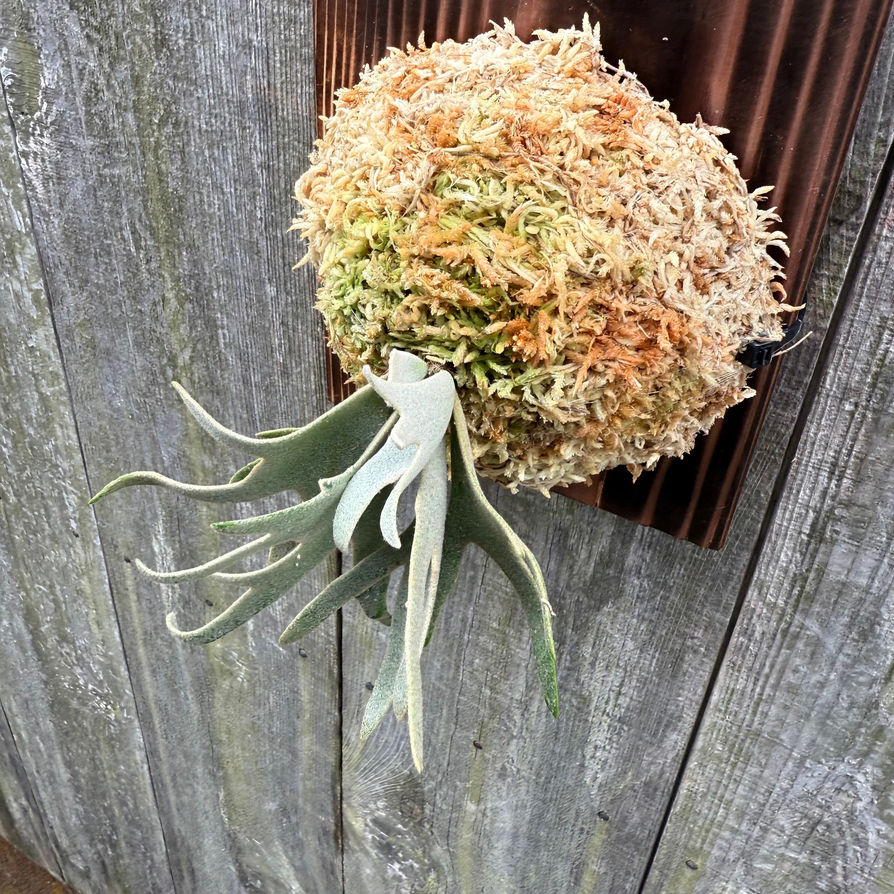 P.willinckii Totoro sporeling | naturefix