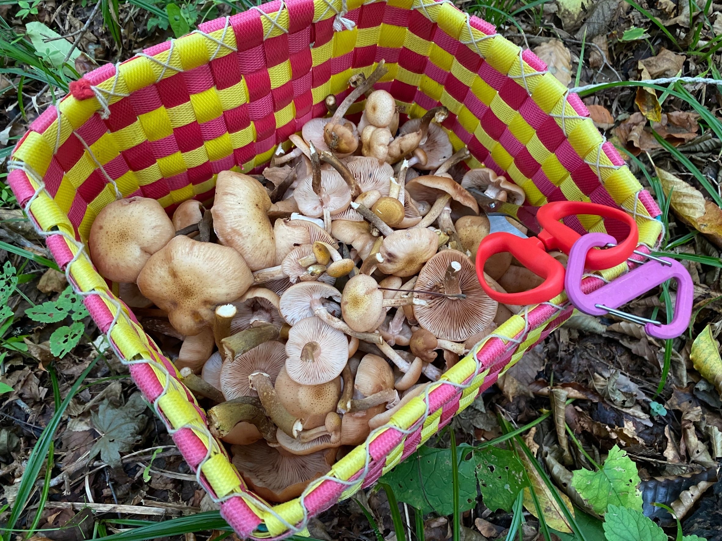 採りたて天然きのこセット | 原生林の熊