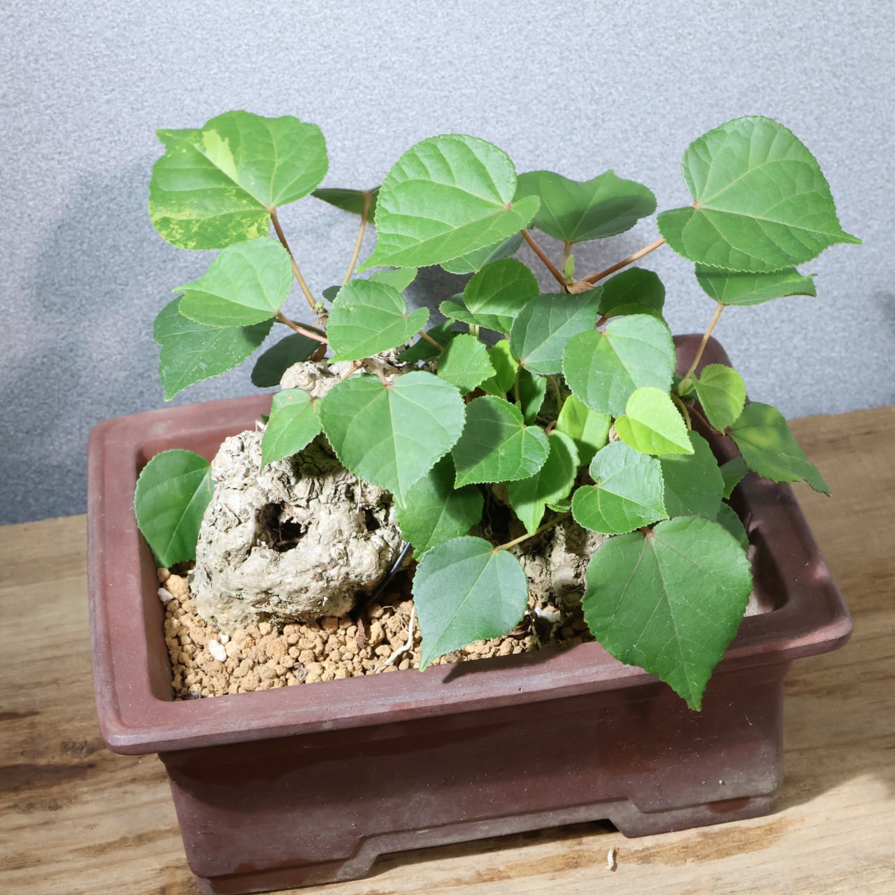 375 南国の風を宿す『琉球盆栽 オオハマボウ』観葉植物 【送料無料