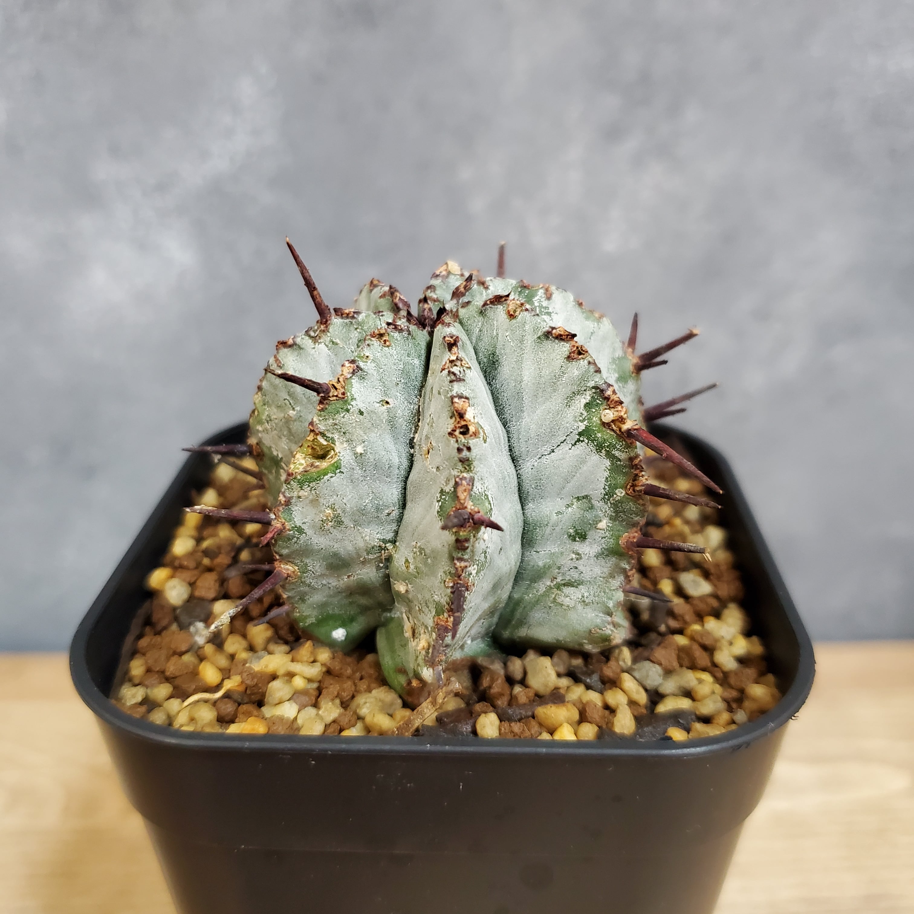 Euphorbia horrida ユーフォルビアホリダ | Libaran_Plants
