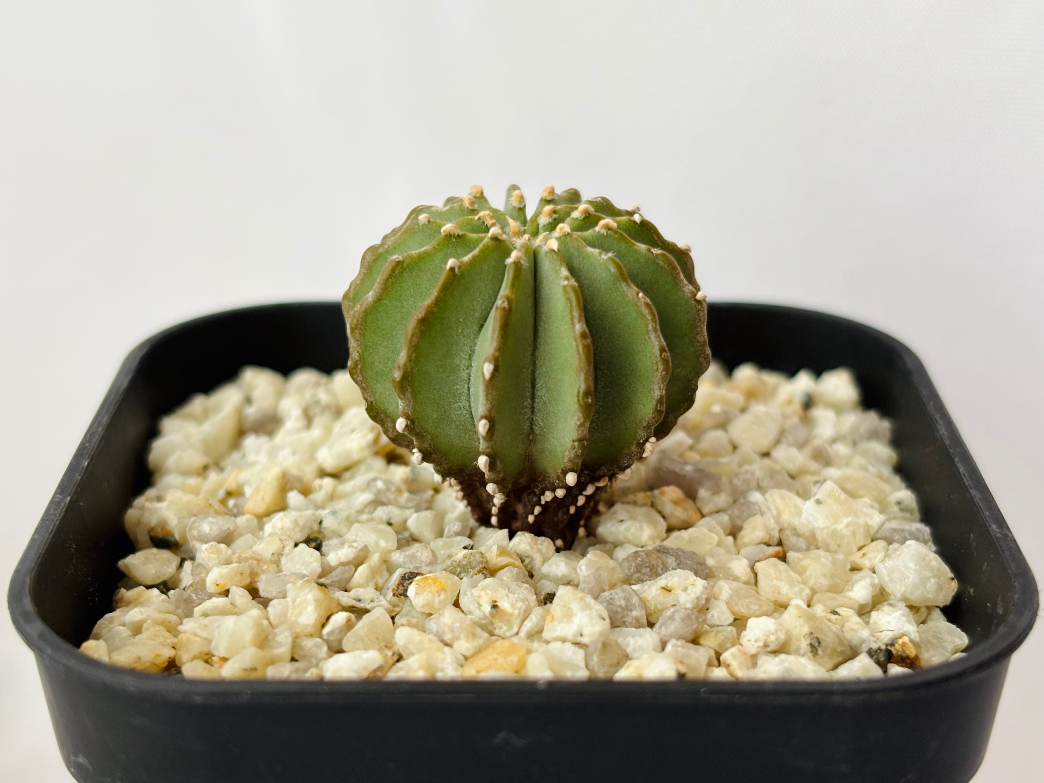 Geohintonia mexicana ゲオヒントニア メキシカーナ サボテン | plants