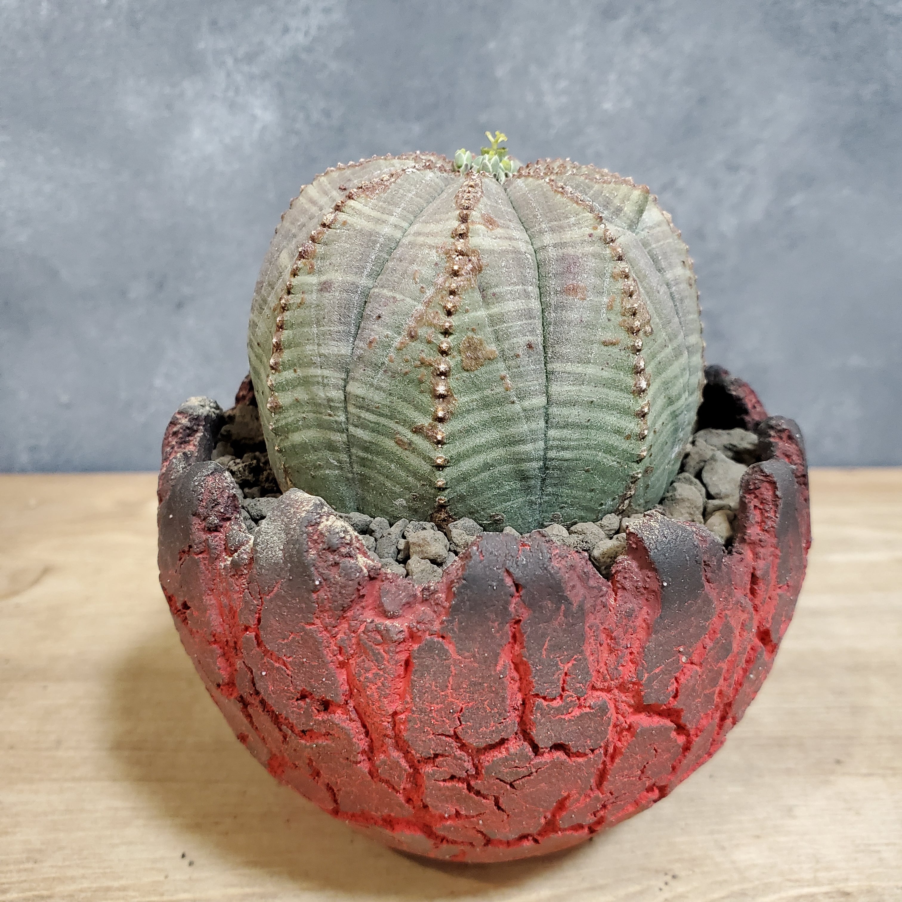 セット販売【オベサ＋鉢】セキグチタカヒト氏“Opot” Euphorbia Obesa