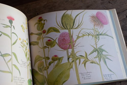 再入荷】イギリス 野の花図鑑／ヘンリ―・テリー 著、海野弘 解説