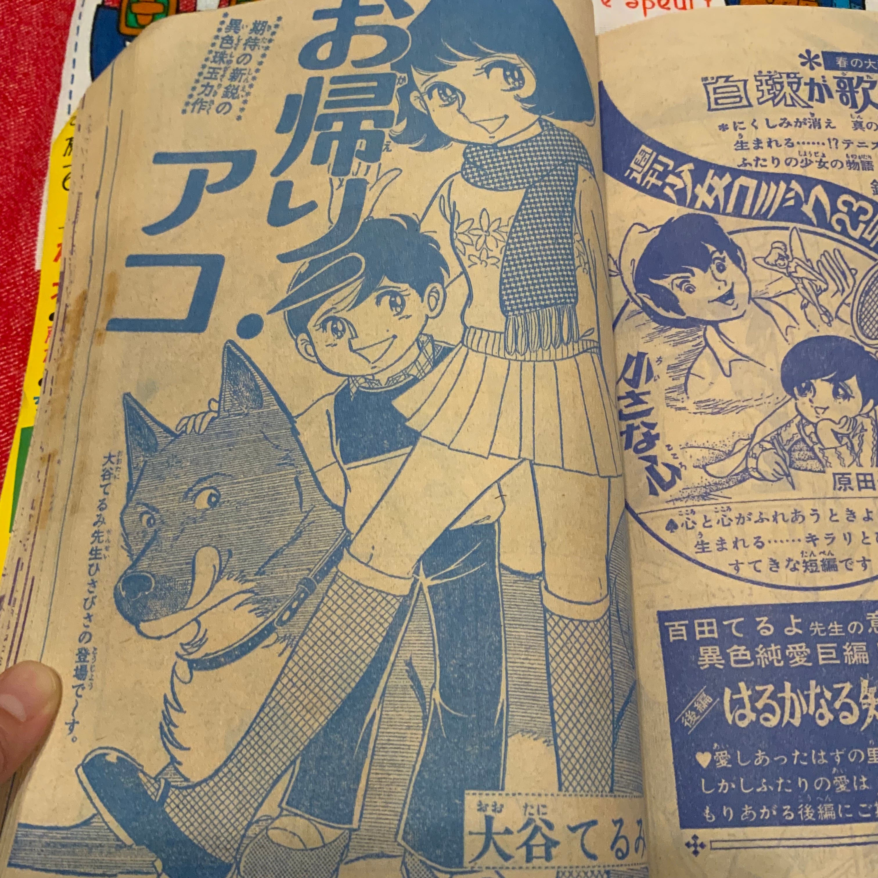 表紙のタヌキが問答無用の可愛さ。71年「週刊少女コミック」22号。細川