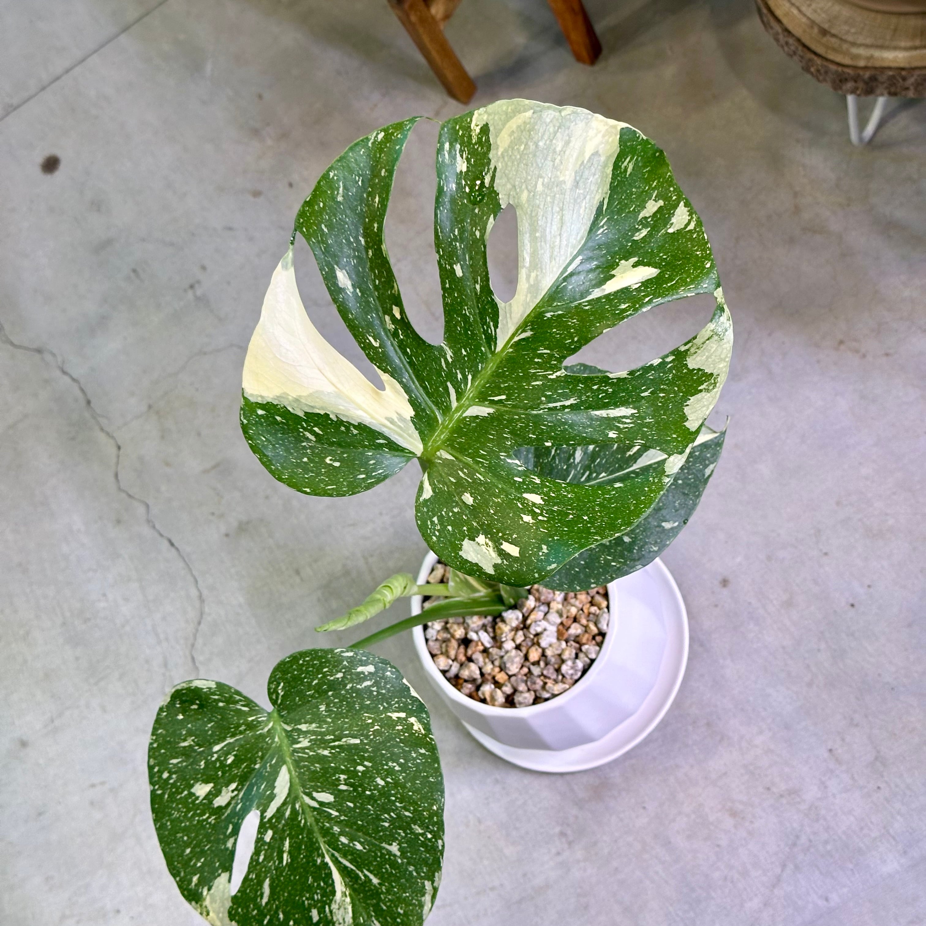 モンステラ・タイコンステレーション | barrelplants_BONSAI