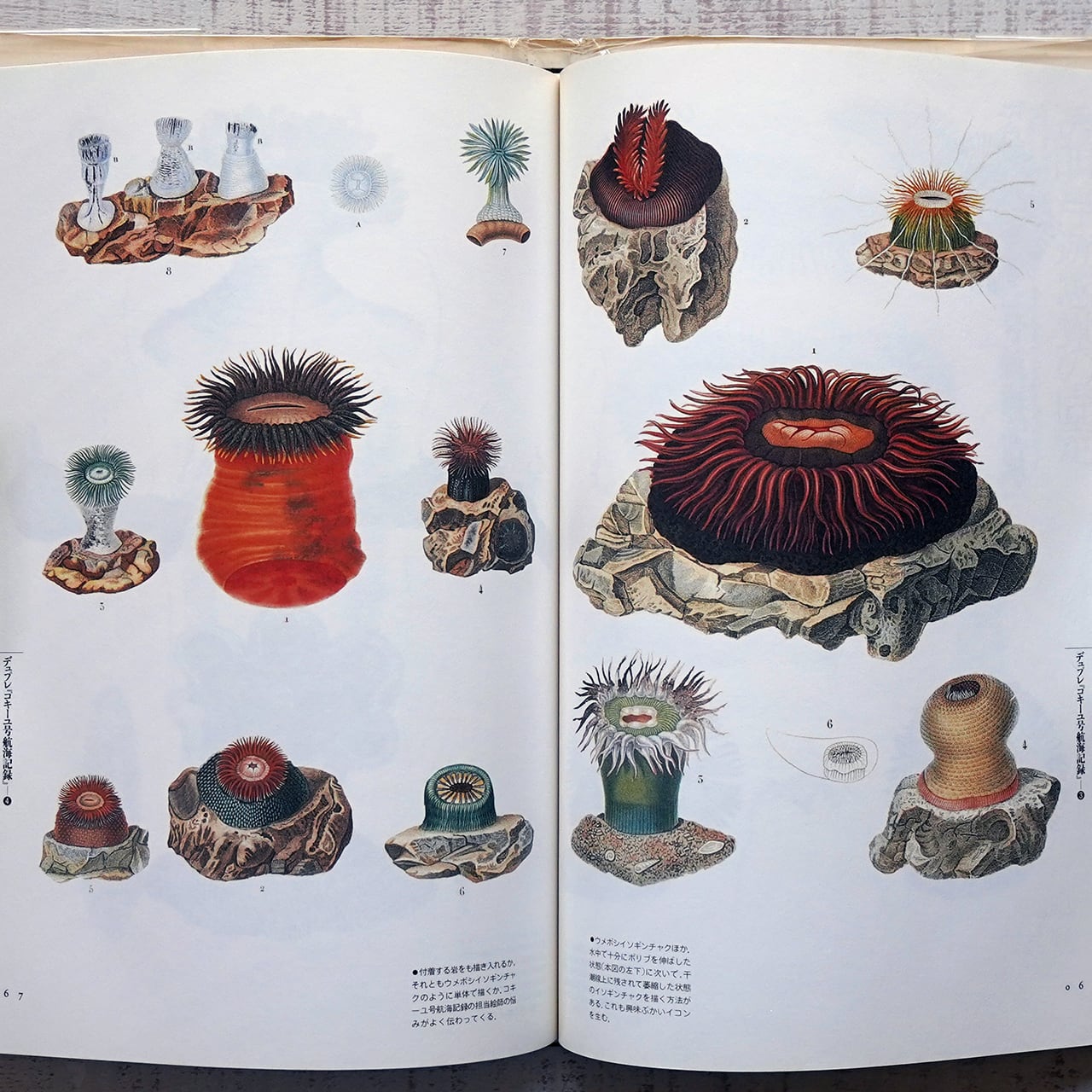 水中の驚異 荒俣宏・編著 (ファンタスティック12シリーズ第1巻