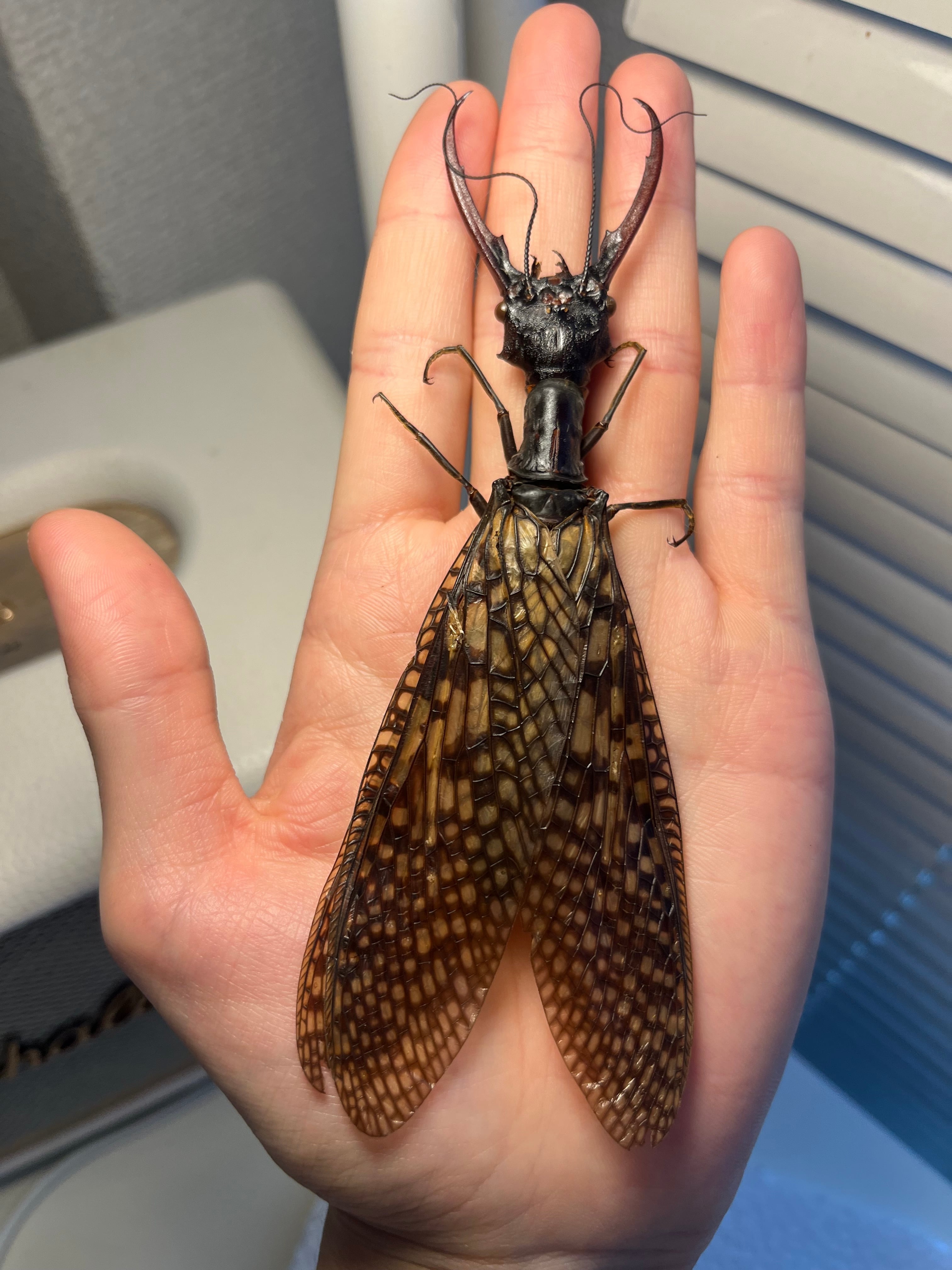 特大】オオキバヘビトンボ オオアゴヘビトンボ 昆虫標本 標本