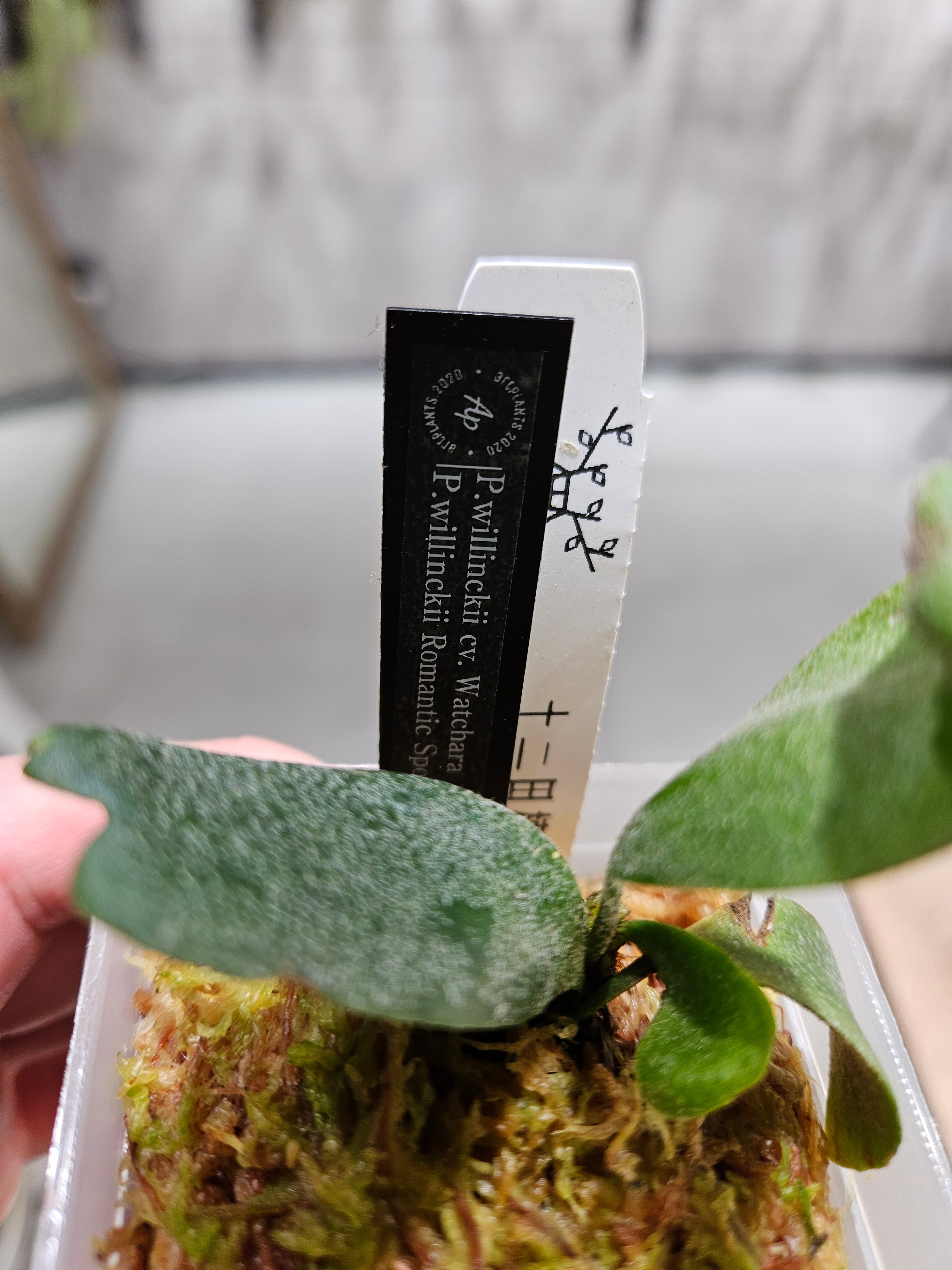 P.Fubuki, P.Ginka, P.Yellow moon【artPLANTs/PLANTS GARAGE