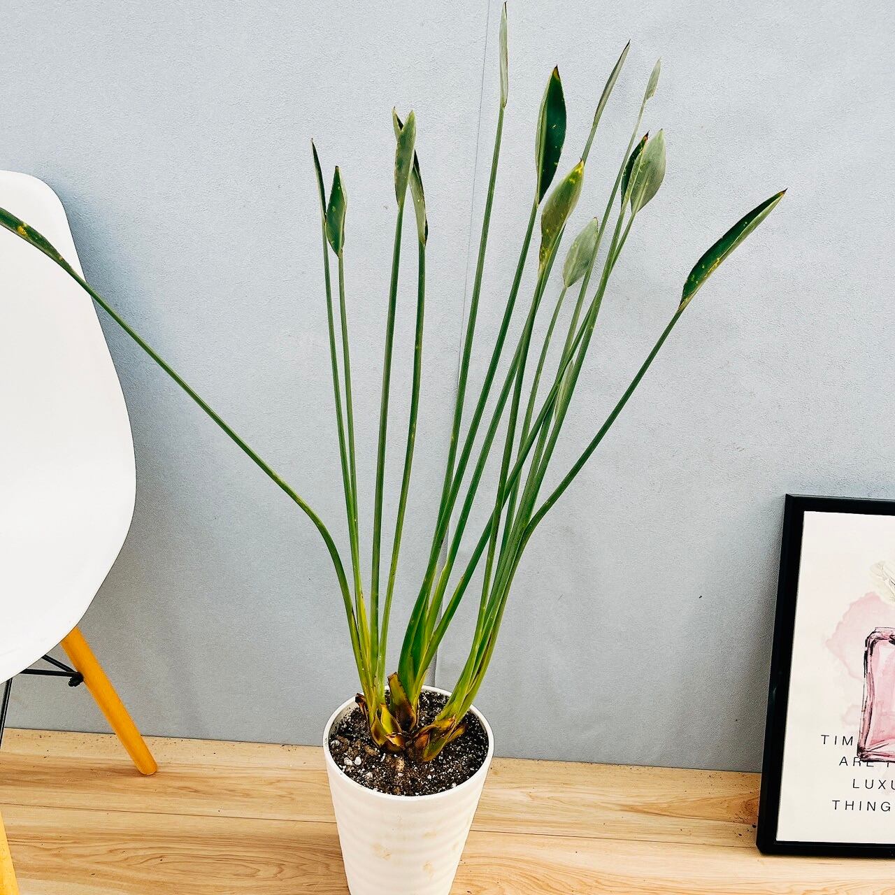 ストレリチア充実株・ジャンセア・ユンケア・ノンリーフ・底145cm地表