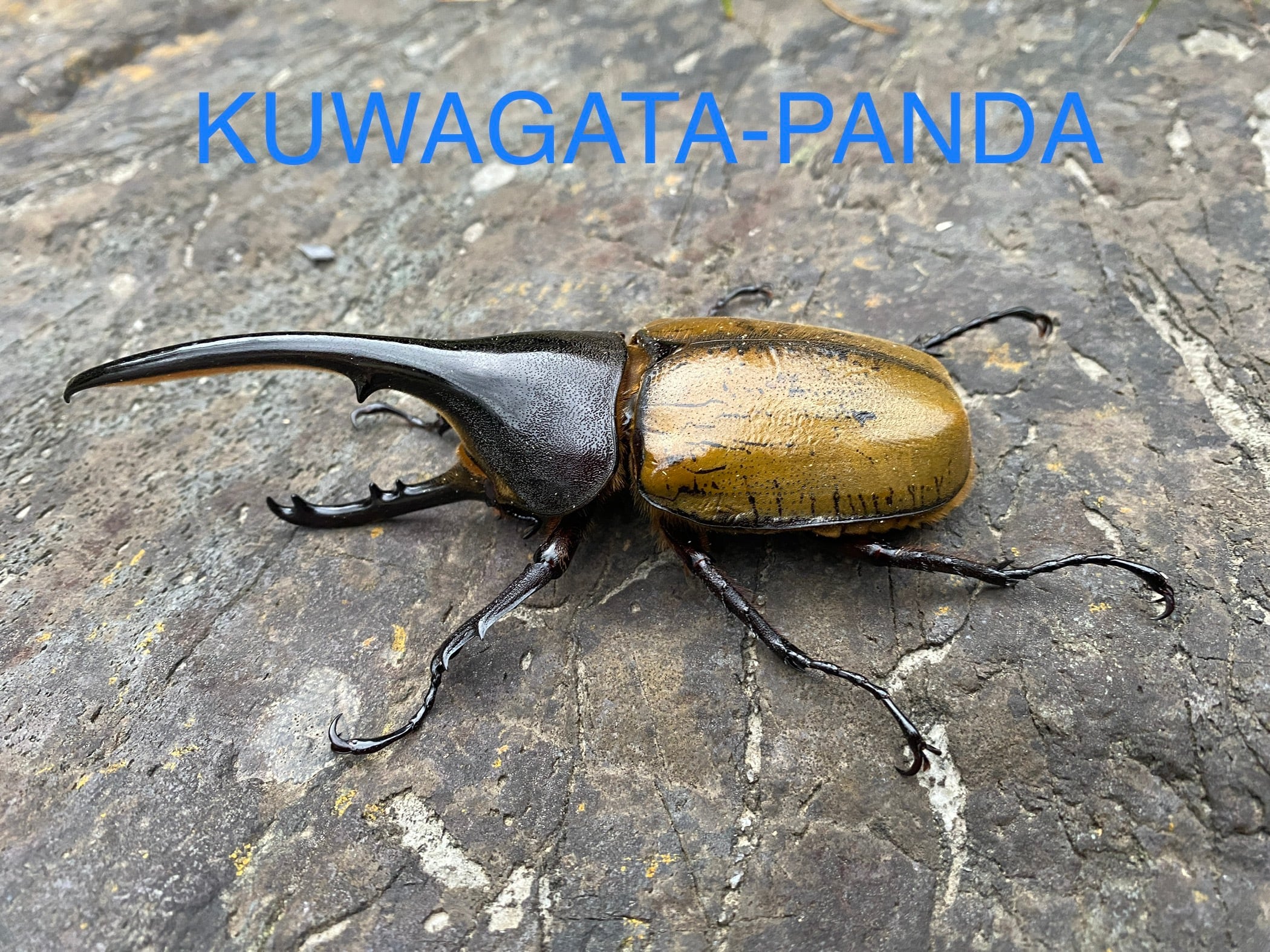 セール 【ヘラクレス ブリュゼニ】激レア種 ペア | KUWAGATA-PANDA