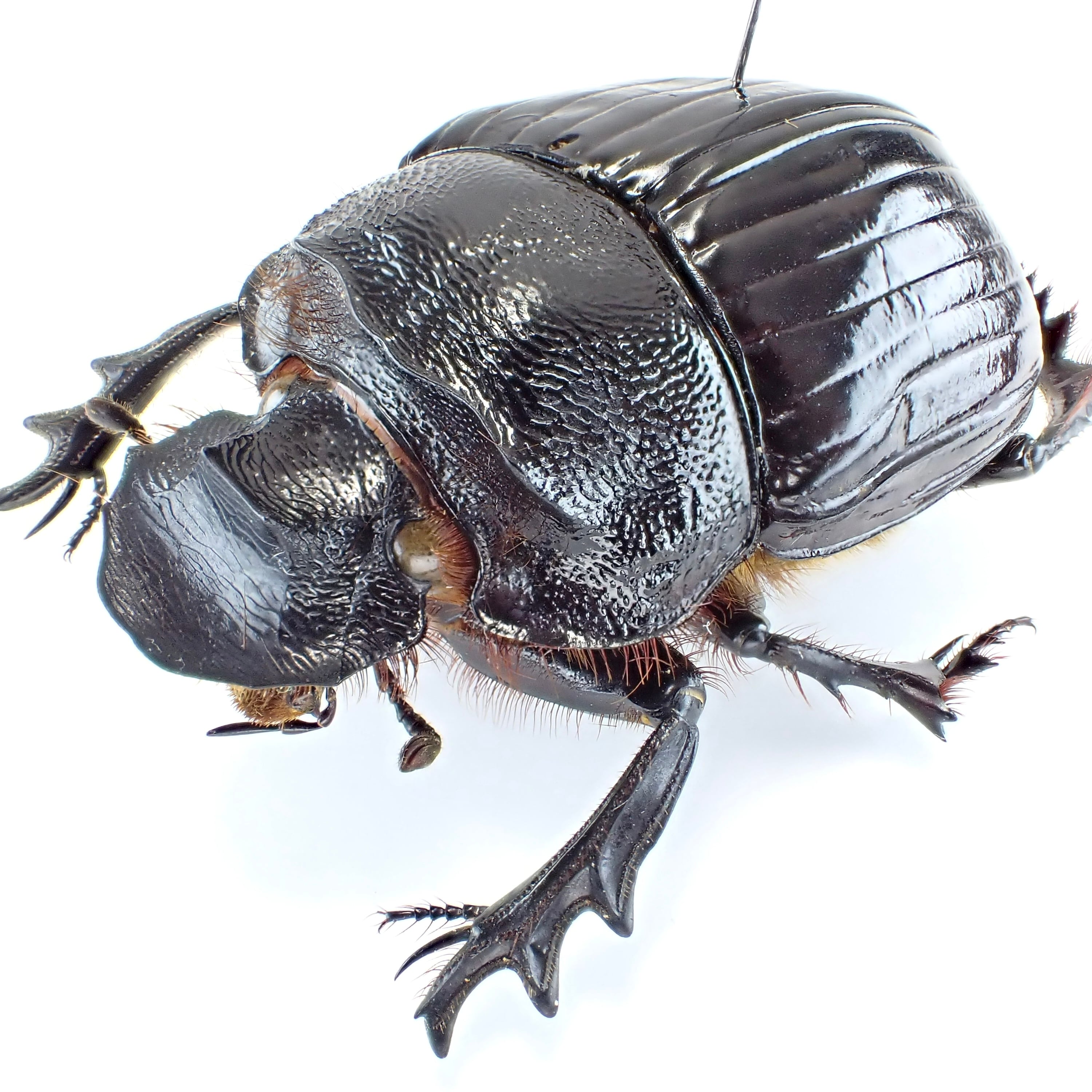 ダイコクコガネの仲間（SOLD） | 昆虫標本 Diggers & Rollers