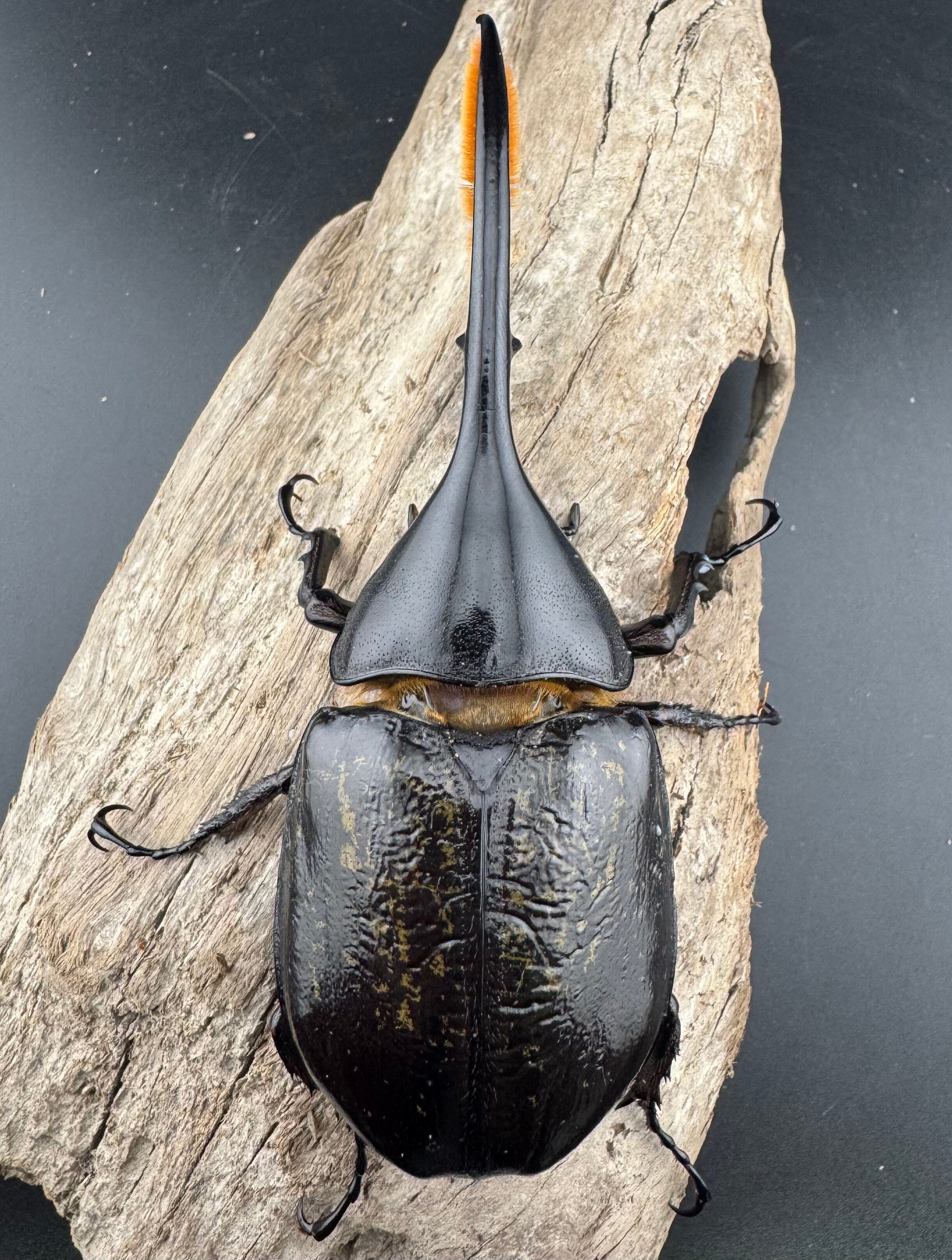 WD】《ヘラクレス・リッキー コロンビア産 120mm ペア》 | KPW公式