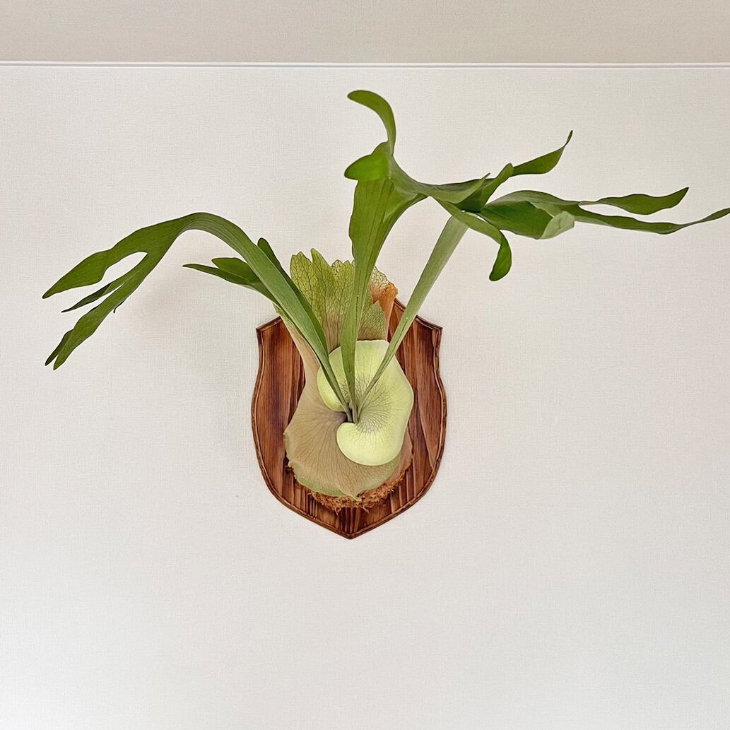 ビカクシダ ネザーランド 板付 【観葉植物 室内 コウモリラン