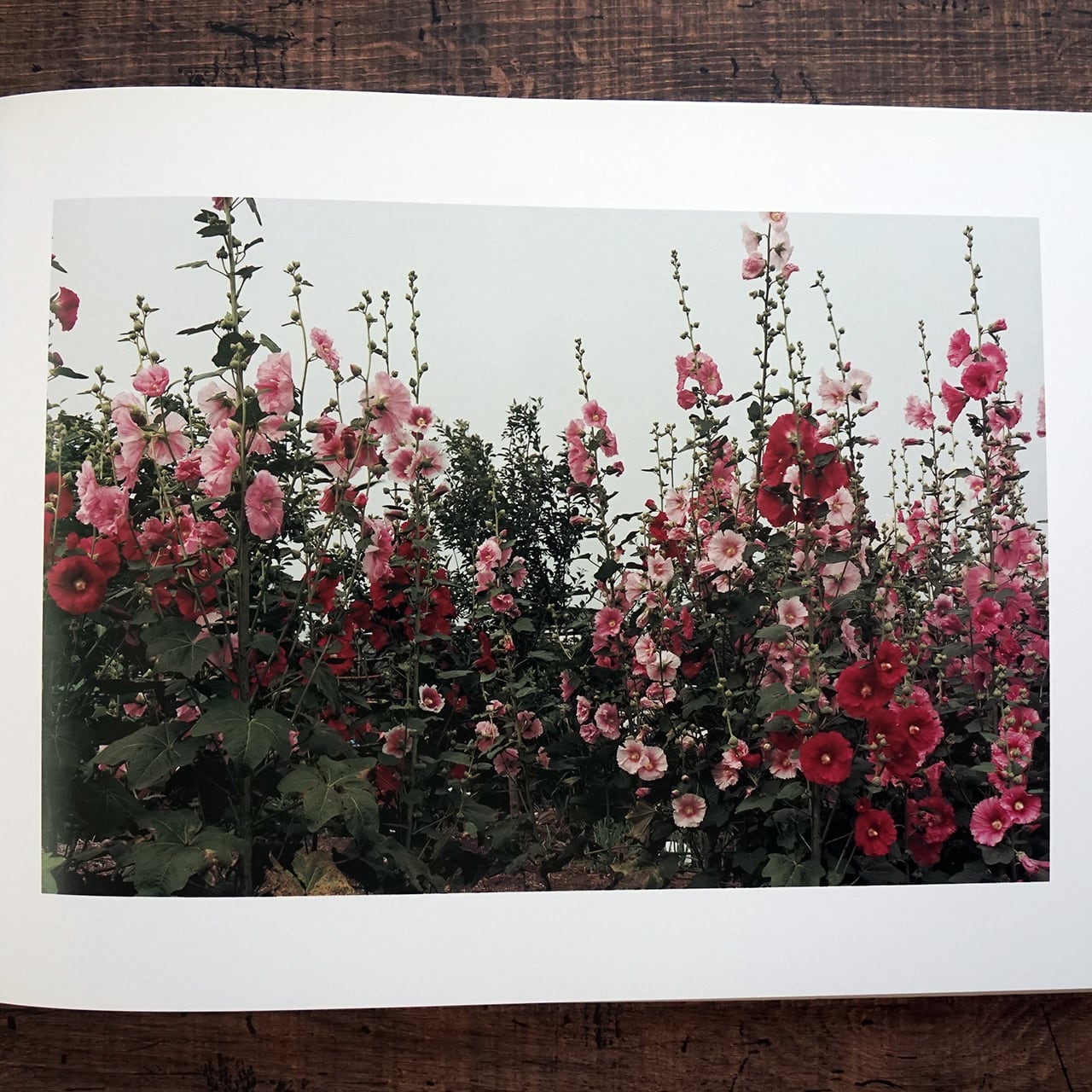 清野賀子写真集『THE SIGN OF LIFE』 | タイムカプセル