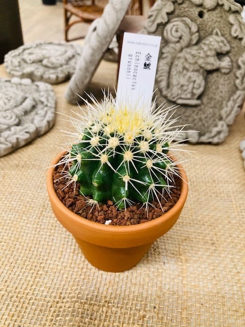 テラコッタ鉢 ウィッチフォード 植木鉢 鉢 テラコッタ Whichford