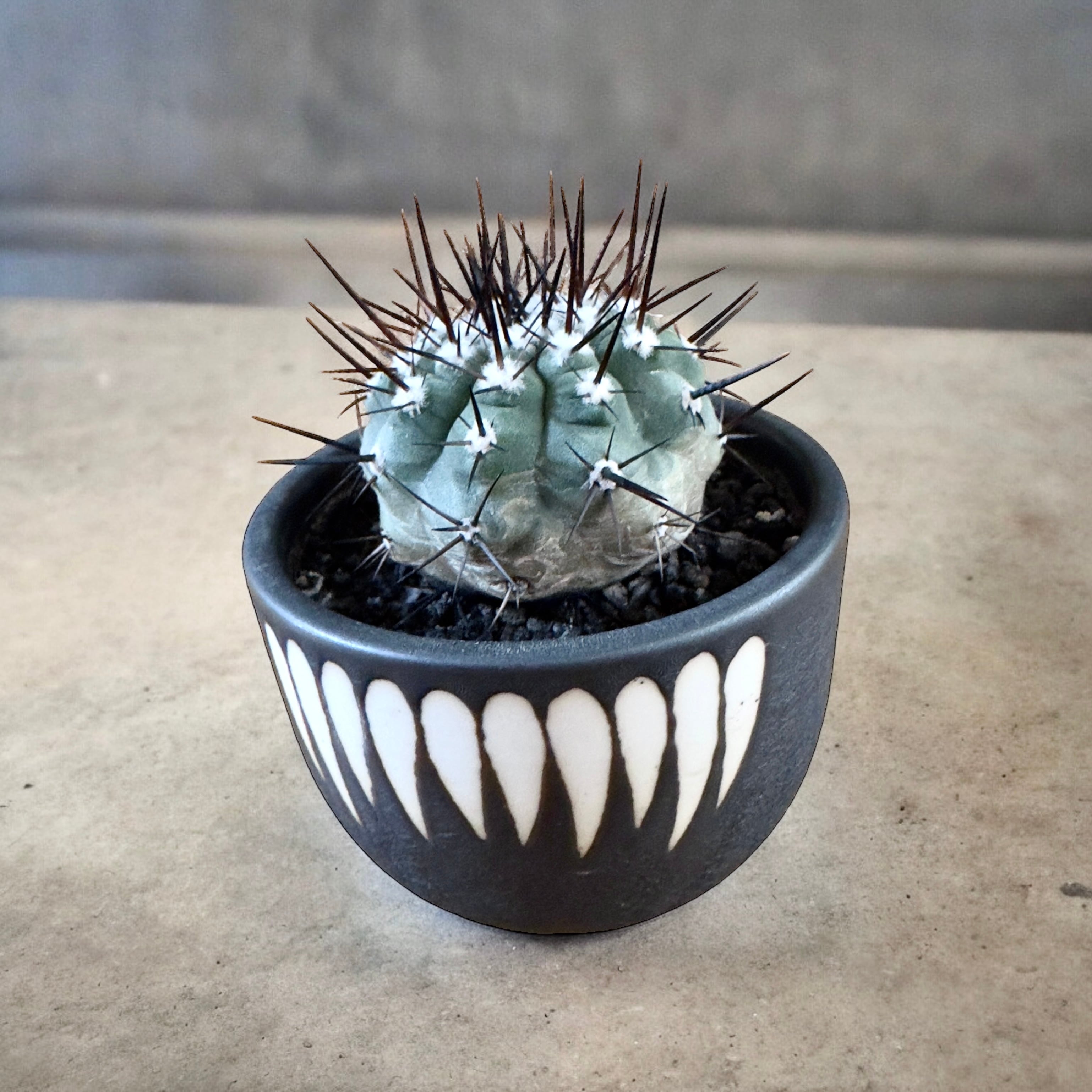 copiapoa chinerea コピアポア シネレア 黒王丸【観葉植物】【 鉢