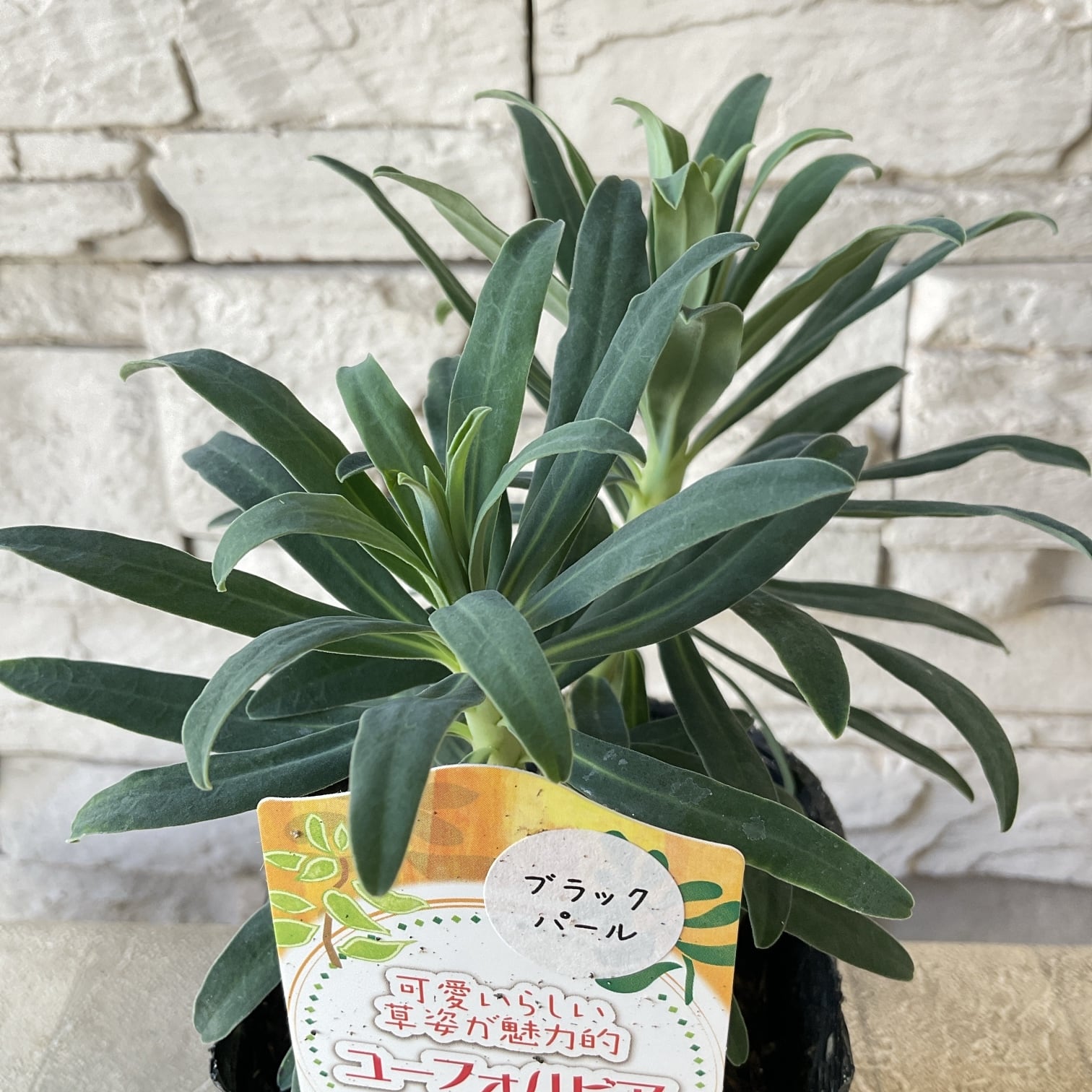 ユーフォルビア 選べる6種 | 橋本種苗園