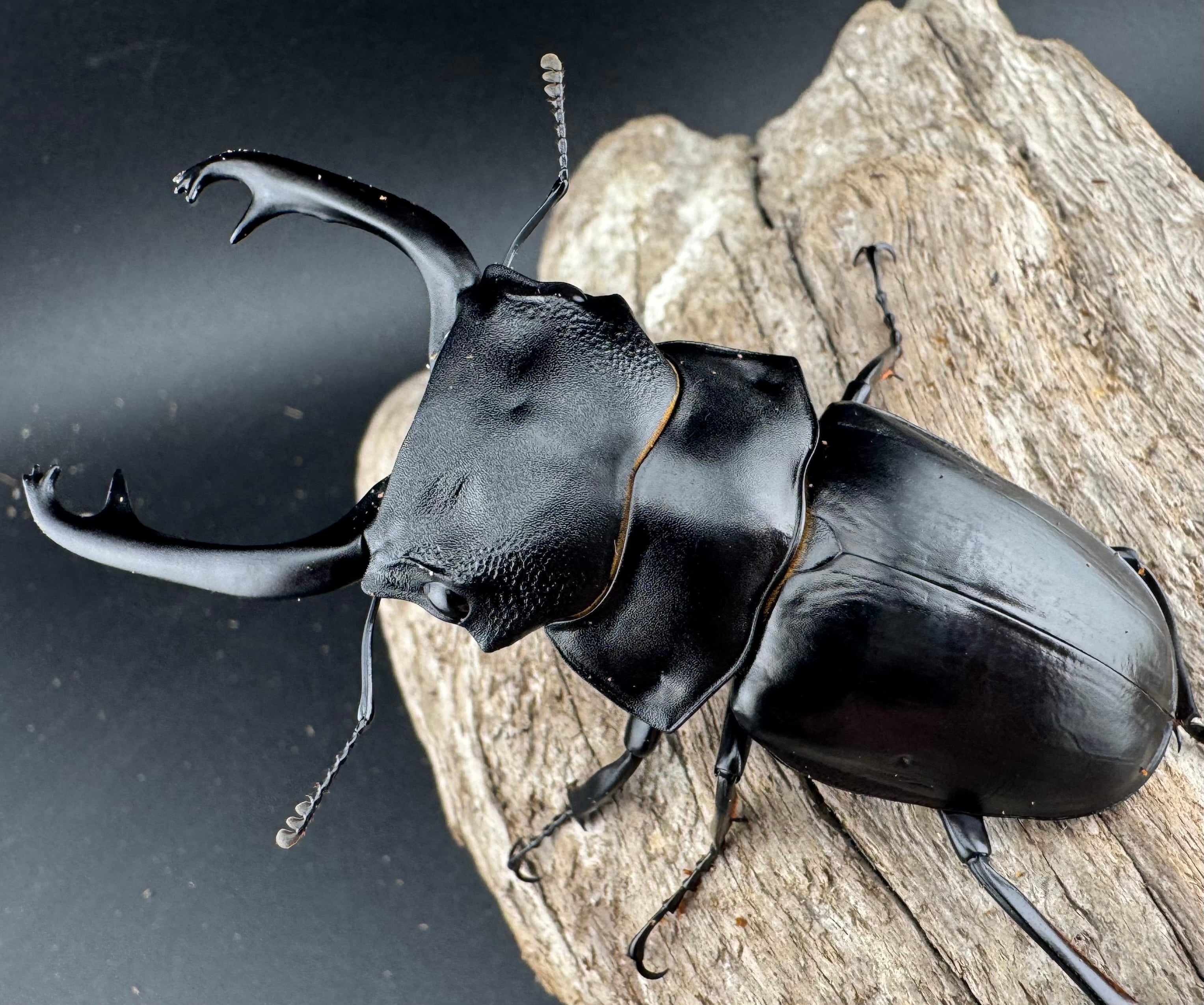 WD】《スチーブンスツヤ原名亜種 81mm ペア》 | KPW公式オンラインショップ