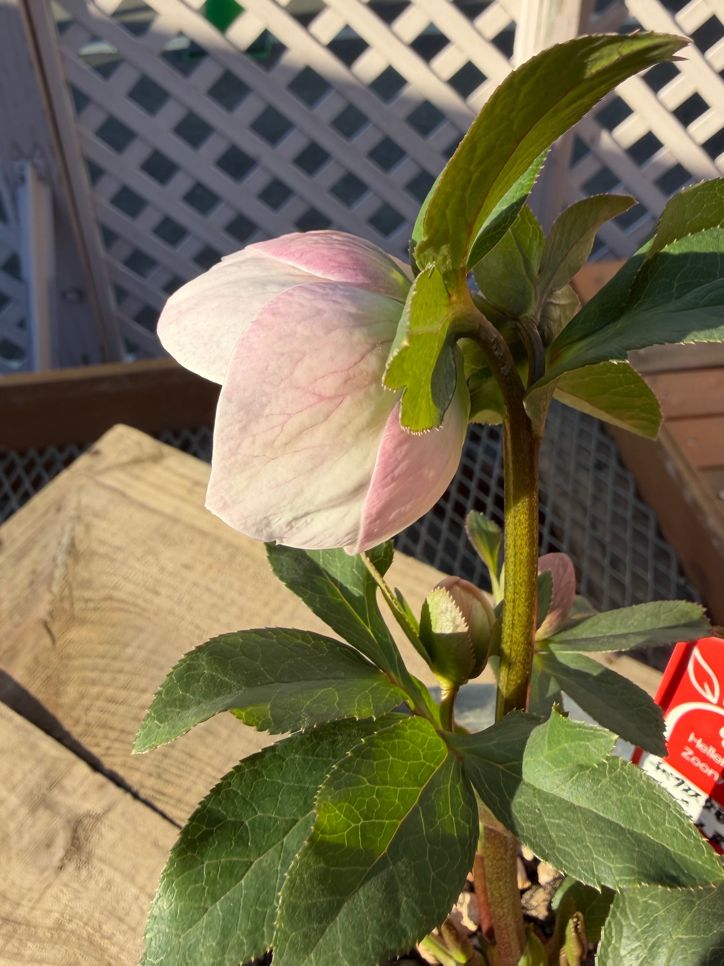 チベタヌス交配×チベタヌス戻し交配 Zoony Garden クリスマスローズ