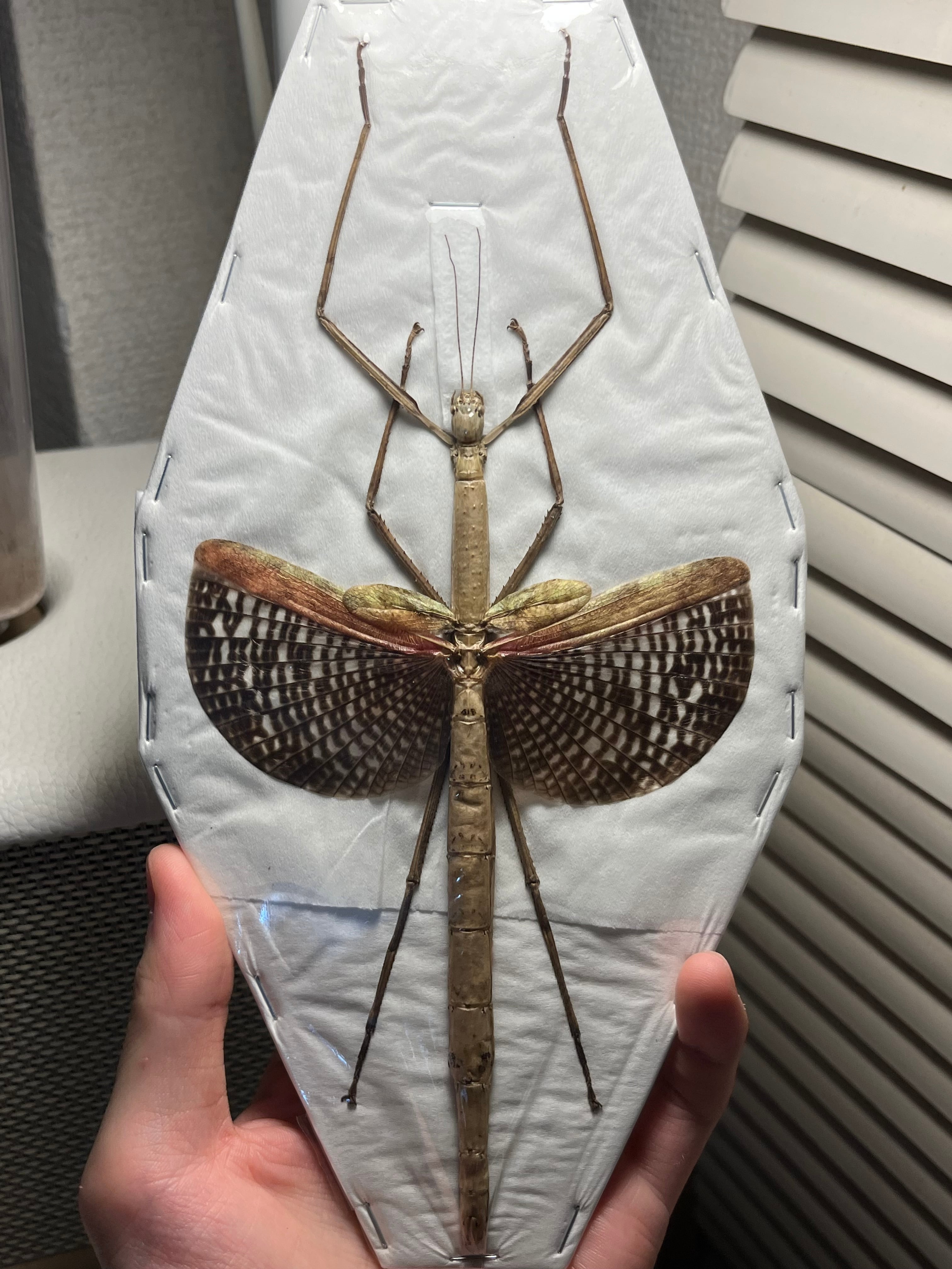 直翅類 | オモニキチュウ