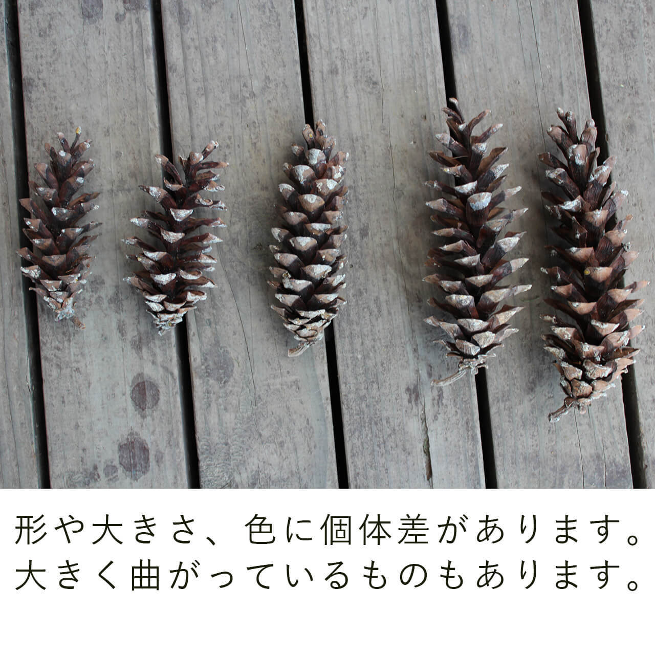 ドライフラワー ストローブマツ / 北海道産 まつぼっくり マツボックリ