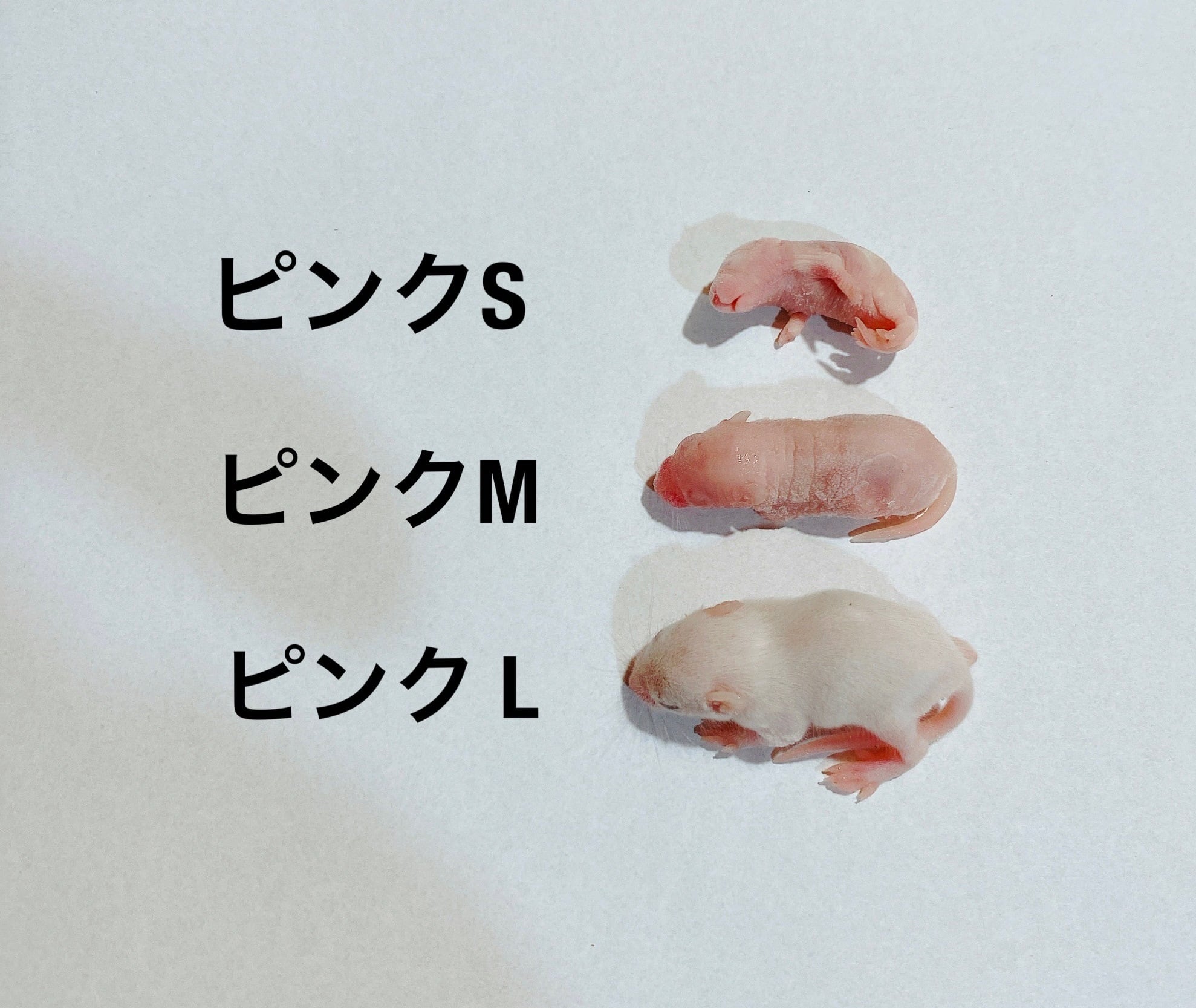 冷凍ラット SSサイズ | ネズミ屋さん