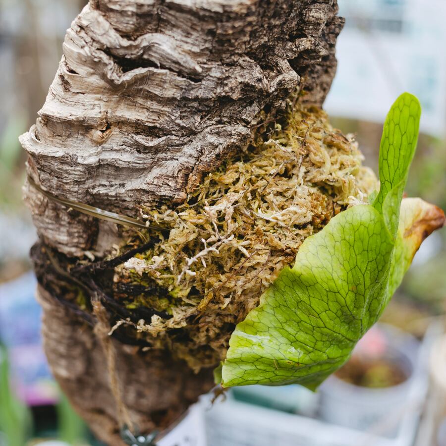 Sサイズ 元気に育つ ビカクシダ コウモリラン 板付け 活着 セット