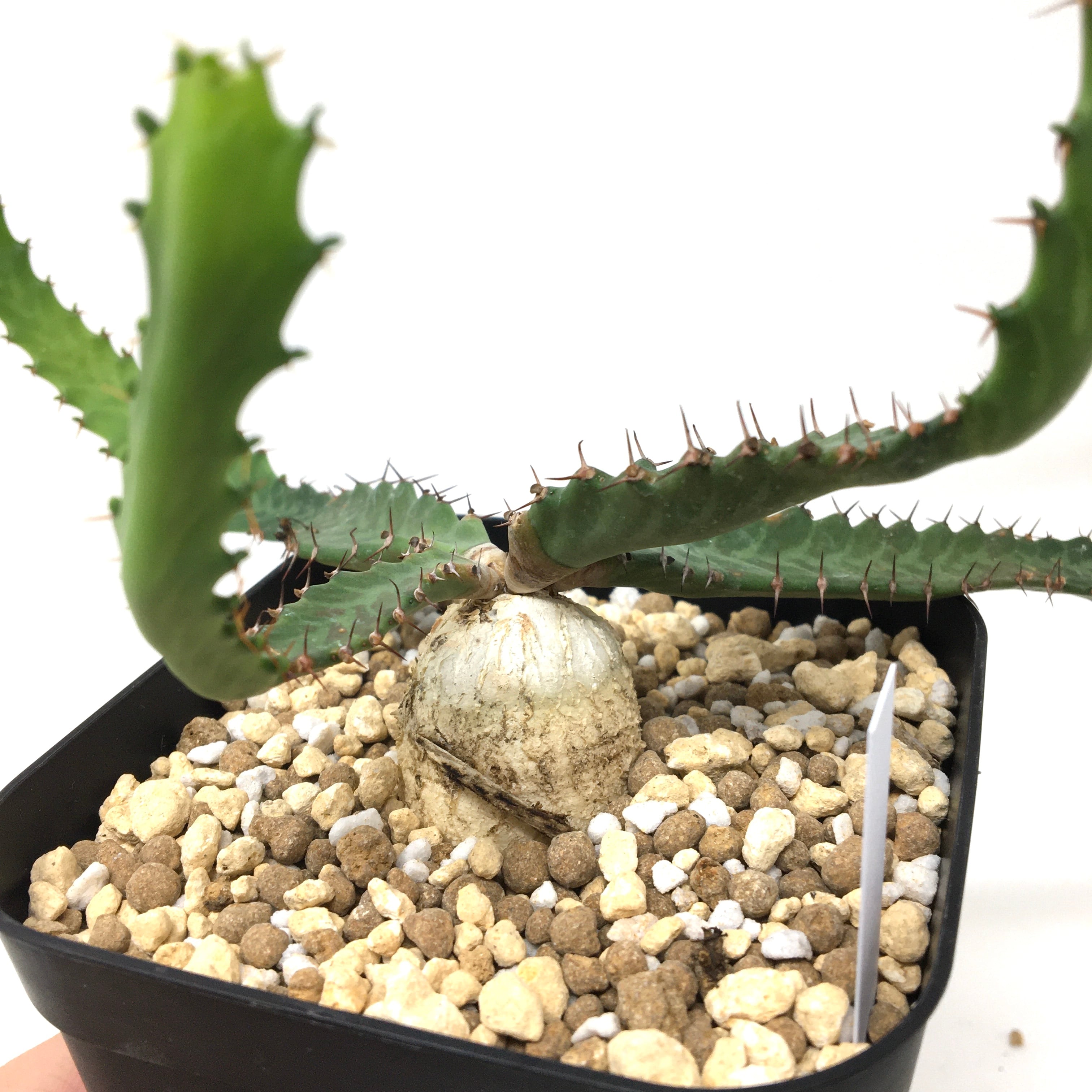 クリアランス】ユーフォルビア ステラータ 飛竜【34】 | PROTOLEAF