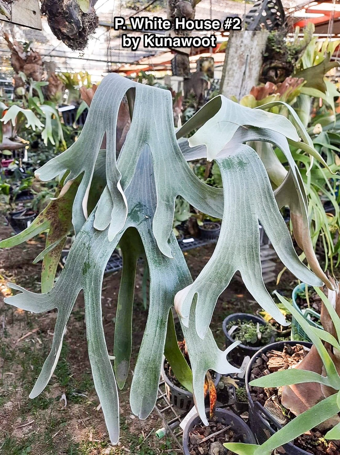 P.White House #2 【artPLANTs】ビカクシダ/Platycerium | artPLANTs