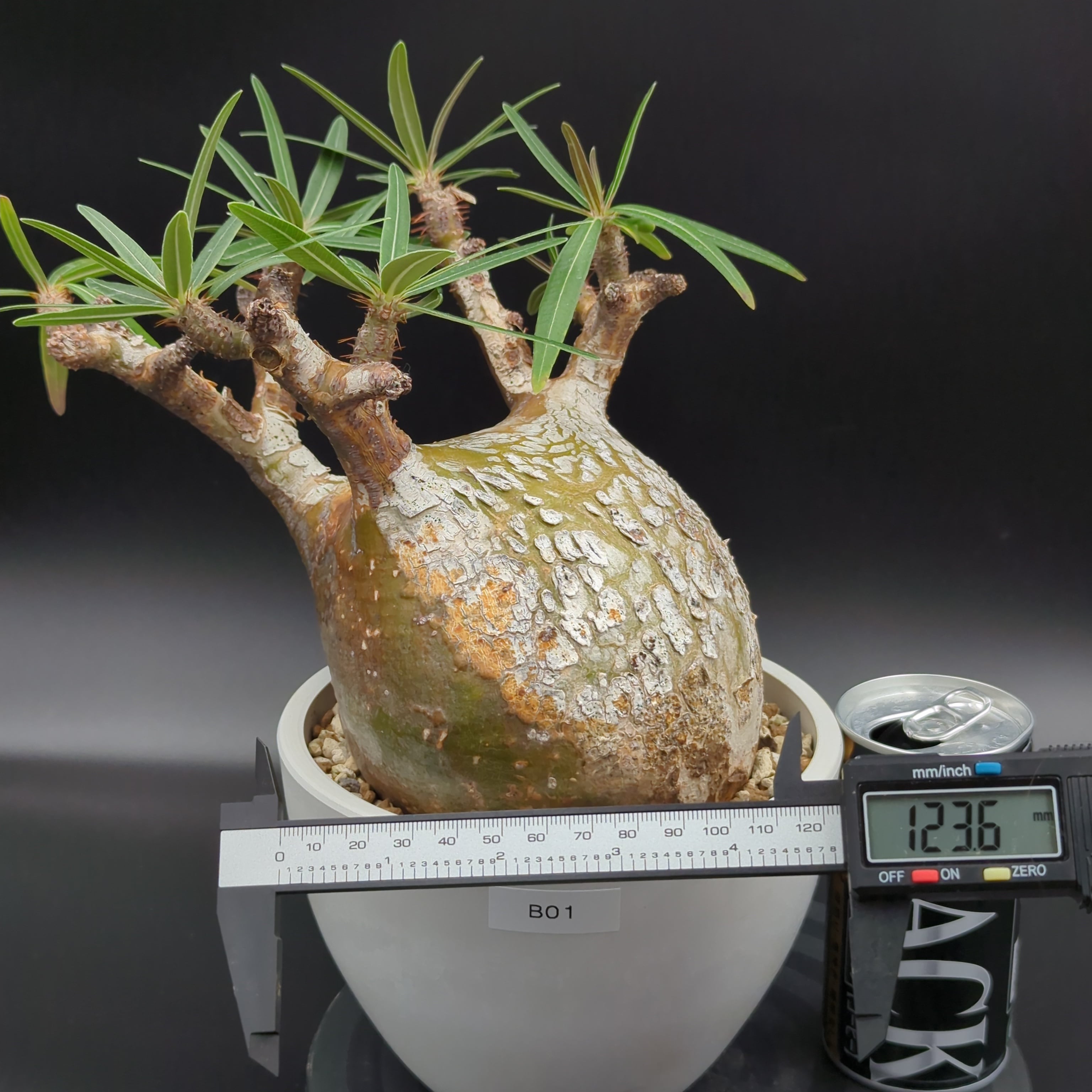 発根済】【現地球】パキポディウム グラキリス | BRIDGE GARDEN