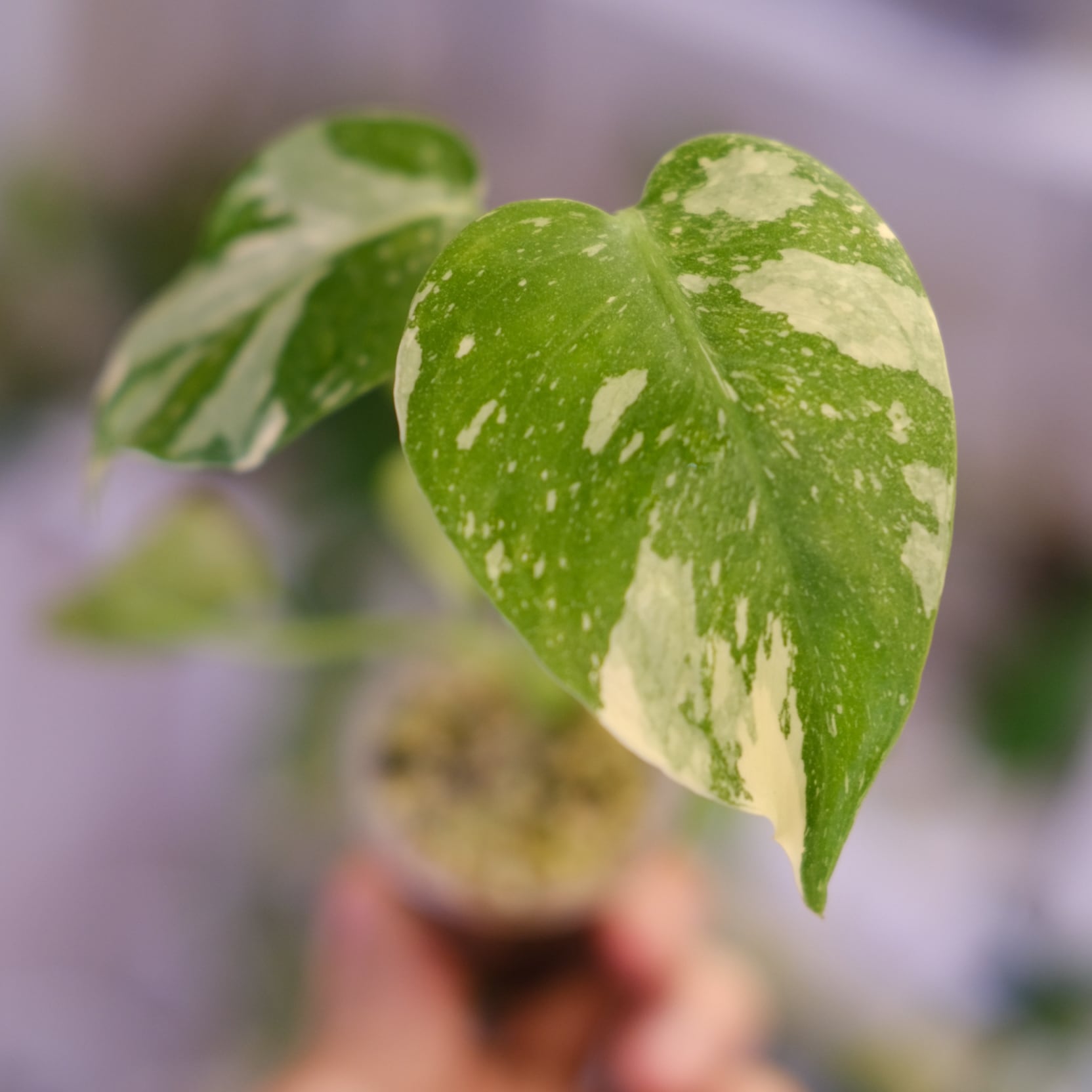 モンステラ・レガシー / Monstera deliciosa 'Legacy'⑦ | tokyoplants
