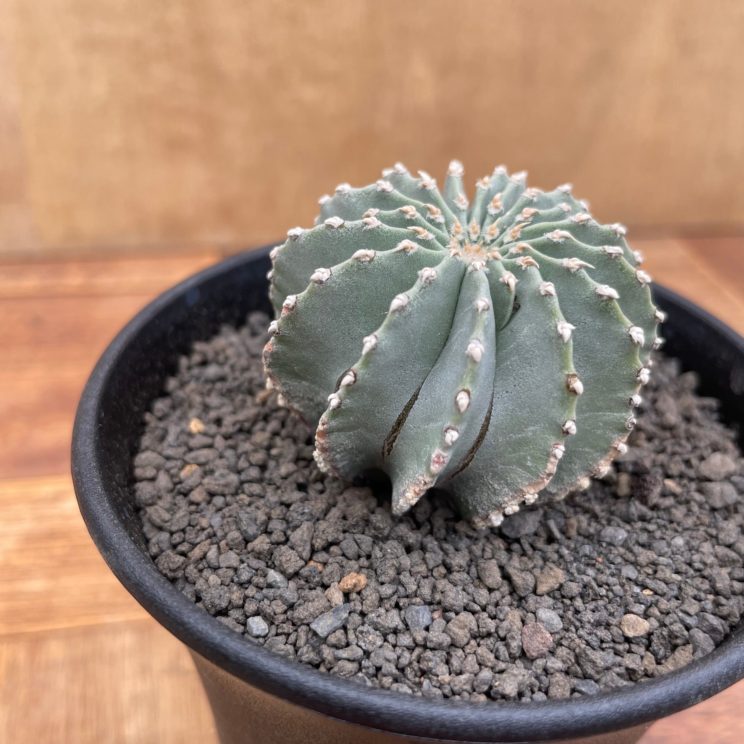 Geohintonia mexicana【ゲオヒントニア・メキシカーナ・実生