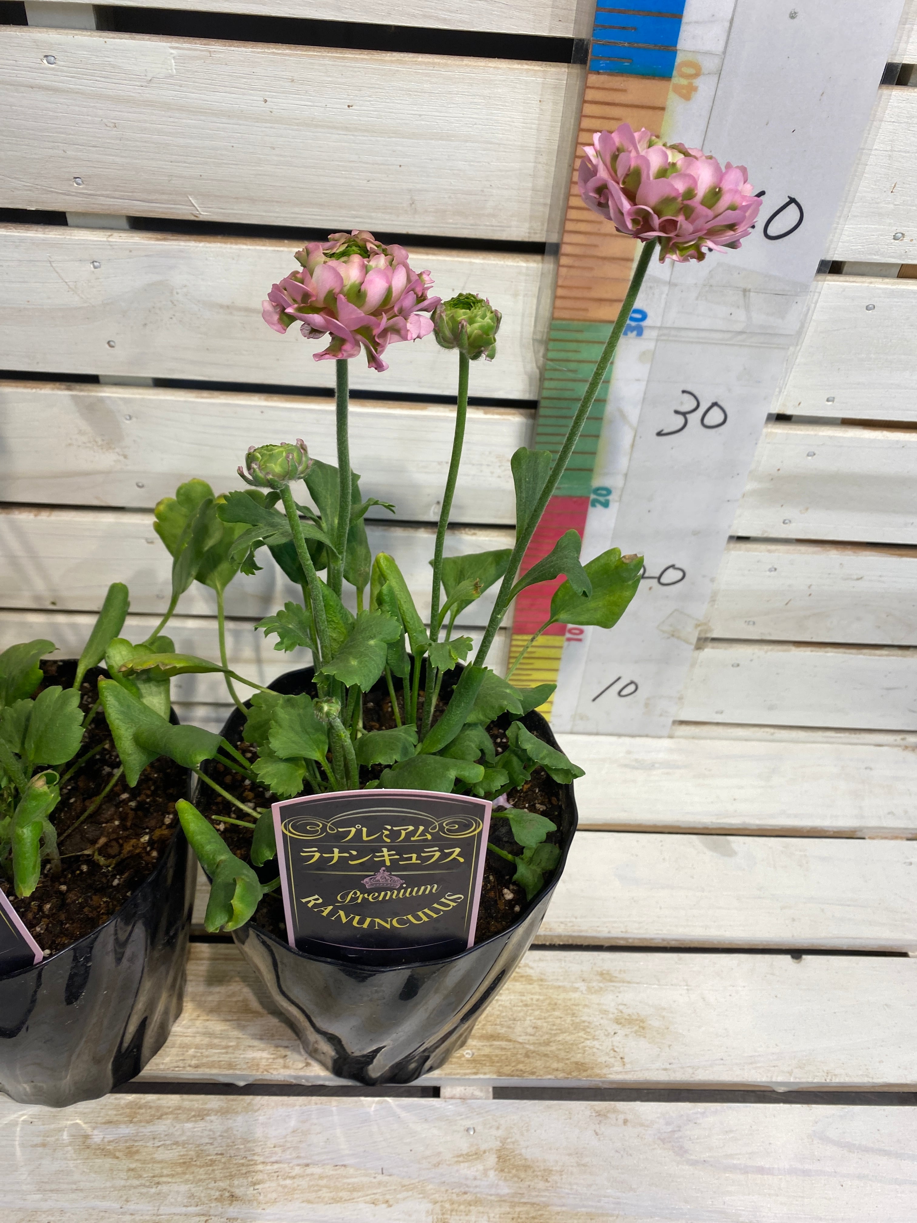 ◎ ※ラナンキュラス ポンポン ハーマイオニー 5寸鉢【現物撮影2024