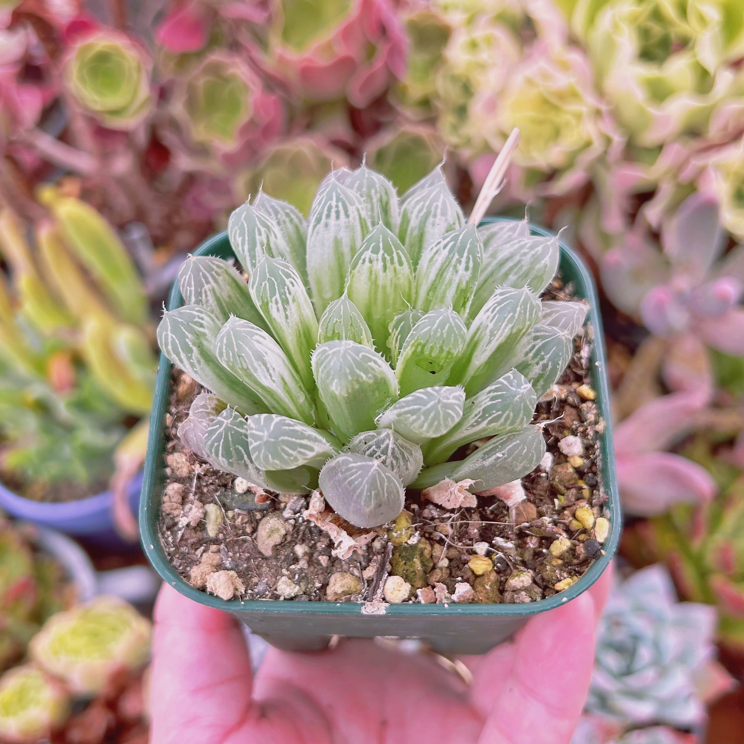 ハオルチア 多肉植物 紫王オブツーサ錦糊斑 自家繁殖 多肉植物 特選紫
