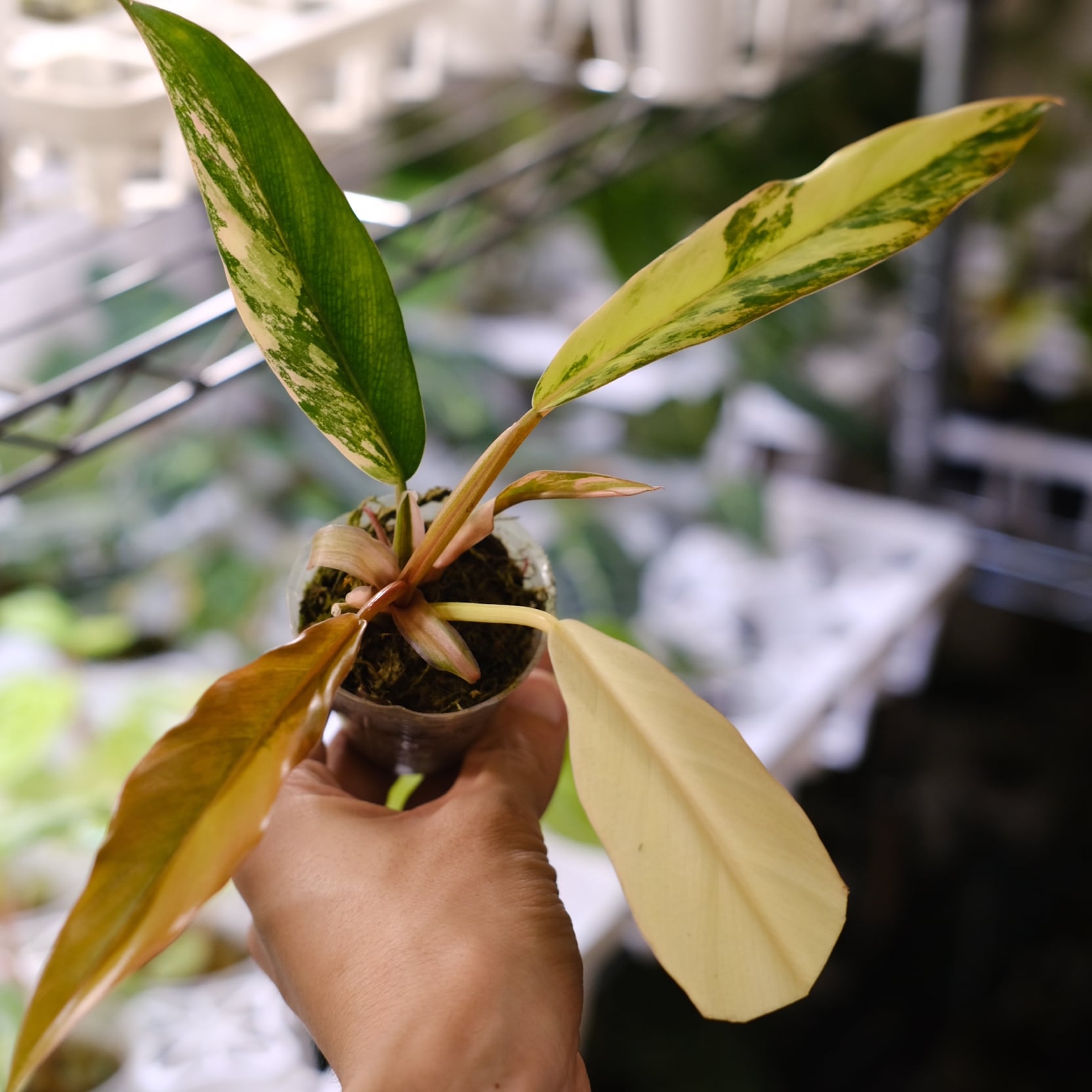 フィロデンドロン・キャラメルマーブル② / Philodendron Caramel