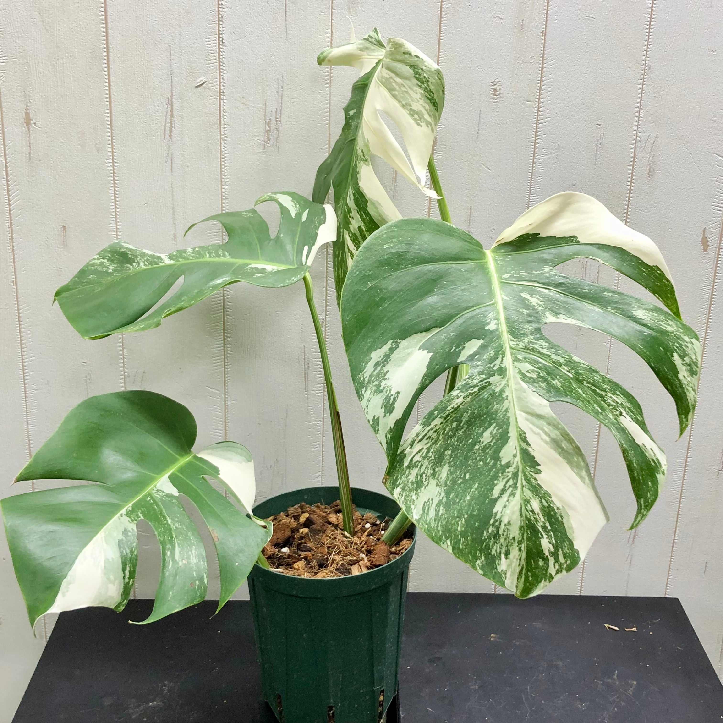 雨*♪様 斑入りモンステラホワイトタイガー大茎5株おまとめ りん